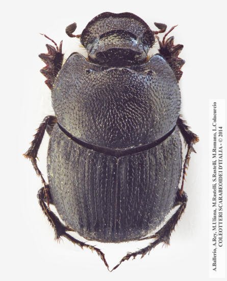 Onthophagus semicornis, femmina 