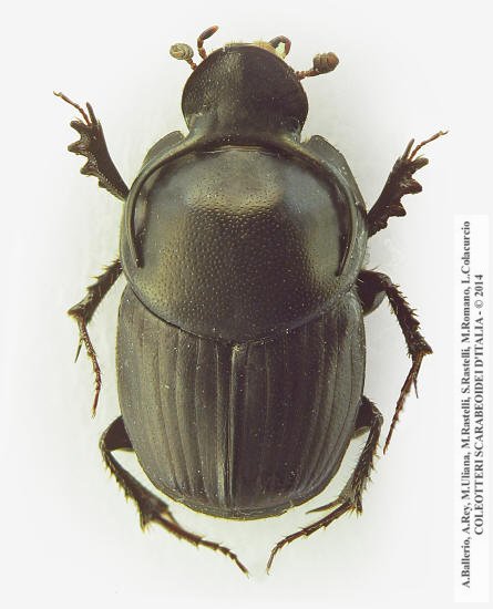 Onthophagus taurus, maschio