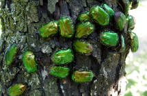 clicca per ingrandire