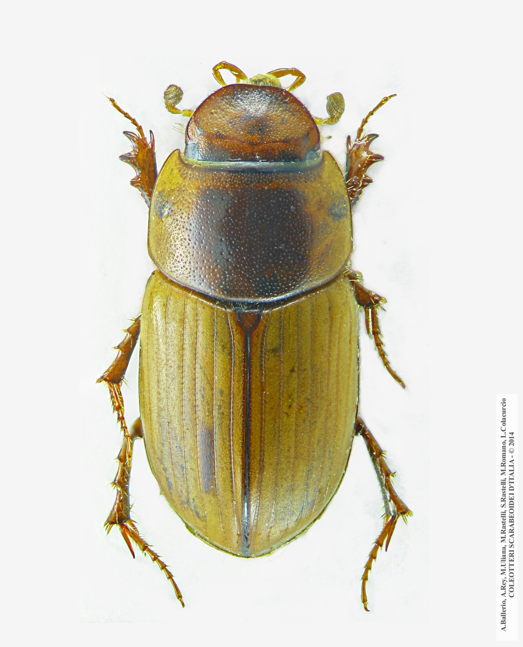 Acanthobodilus immundus