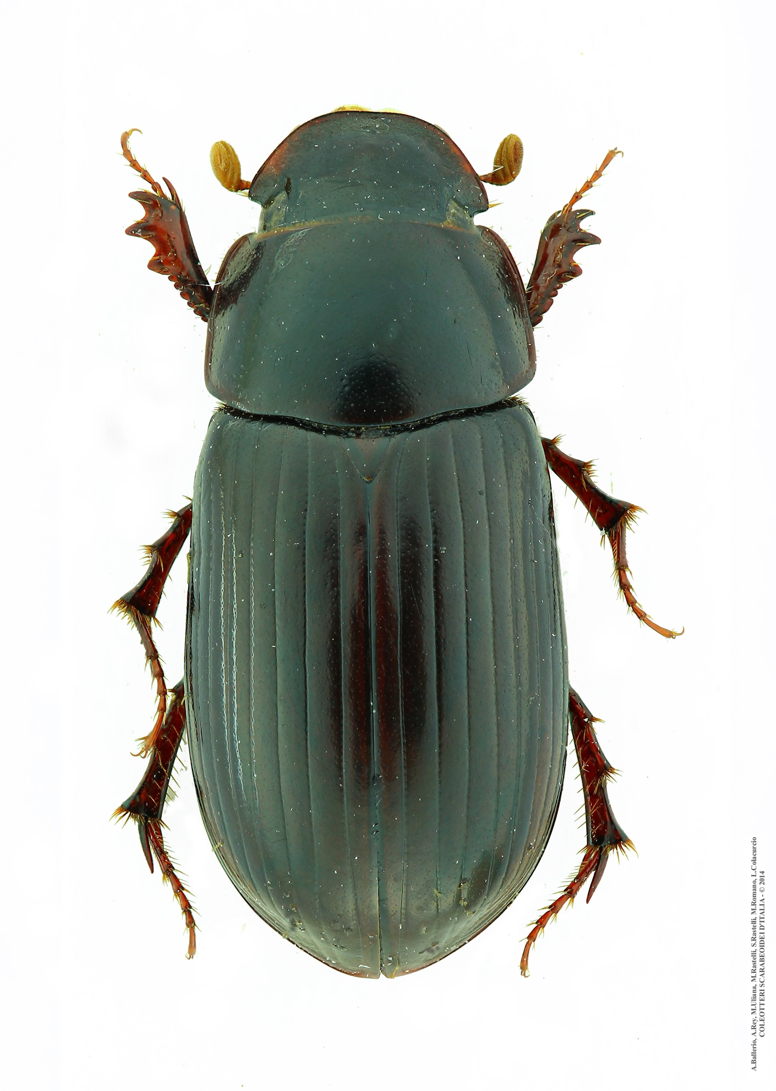 Acrossus rufipes