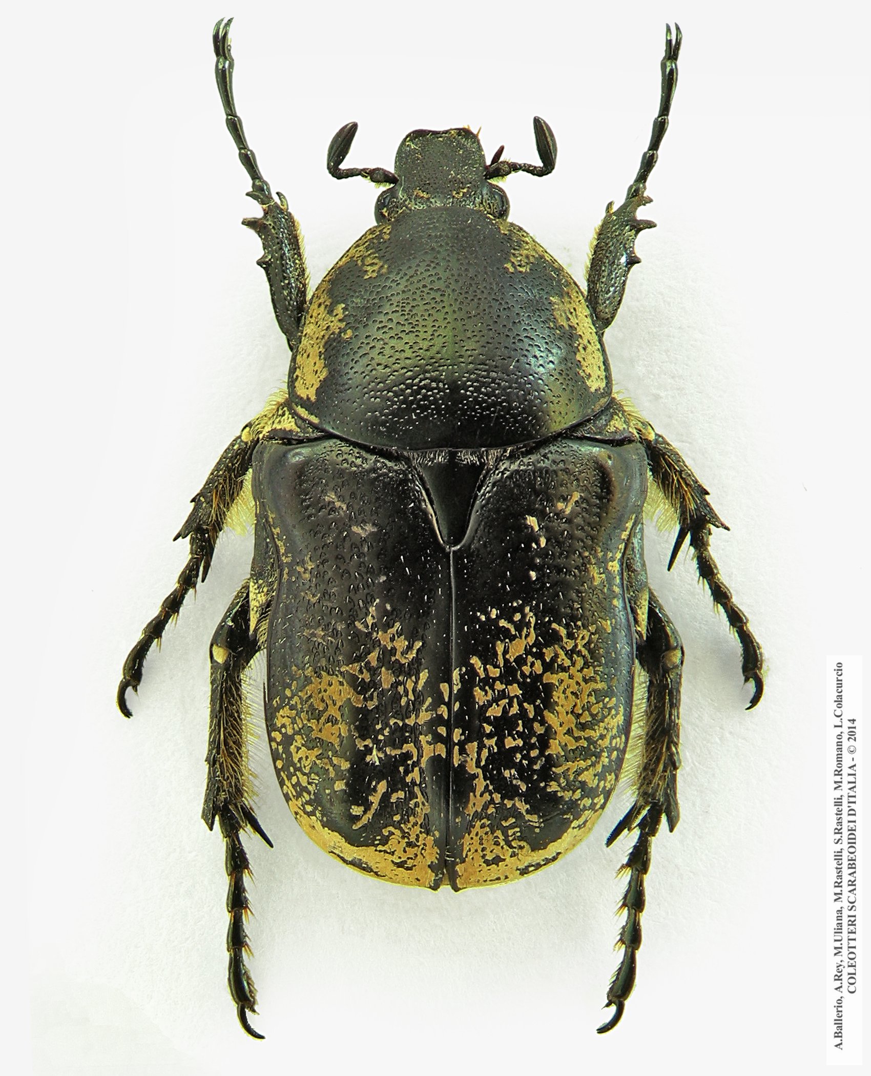 Aethiessa floralis 