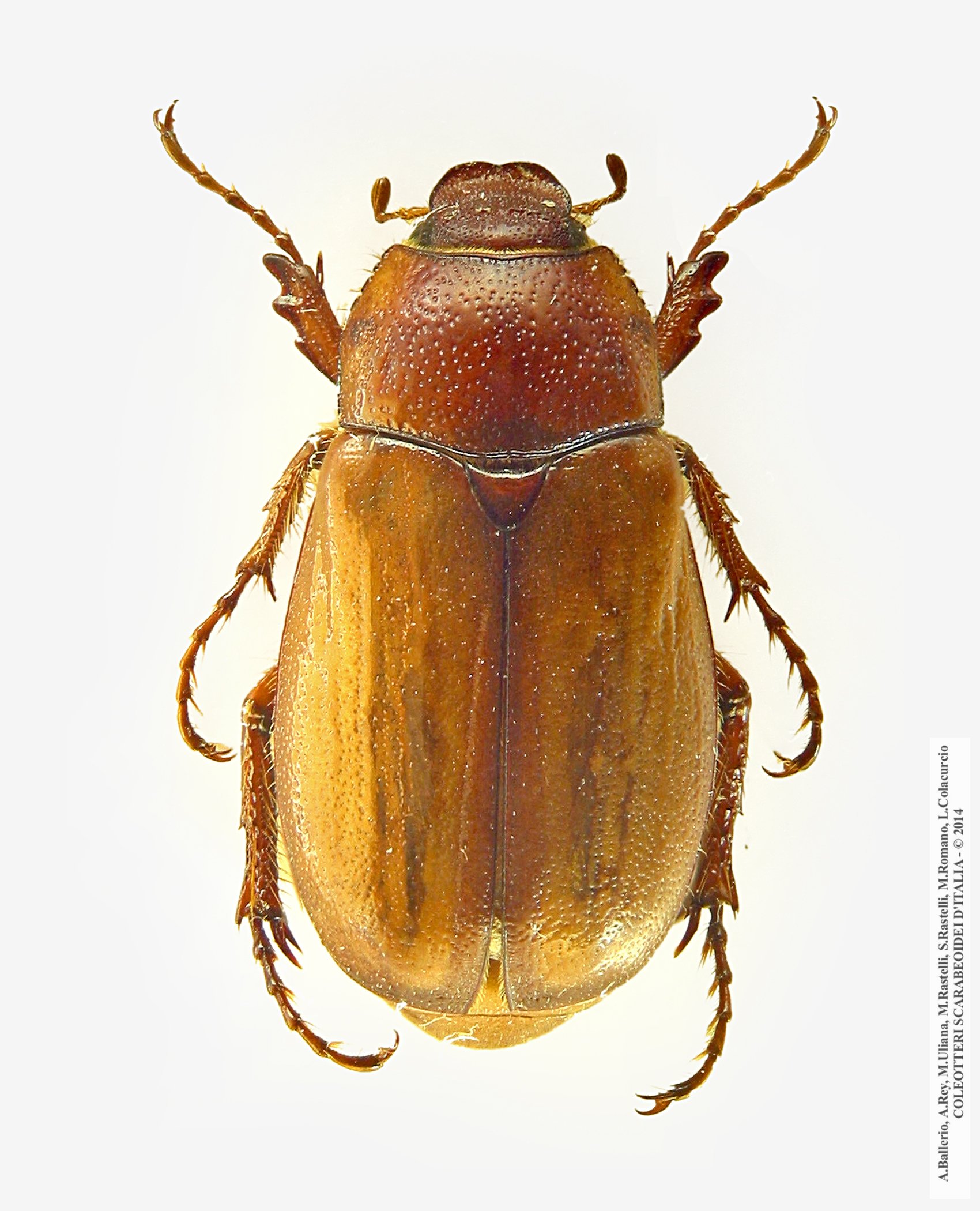 Amadotrogus insubricus, femmina