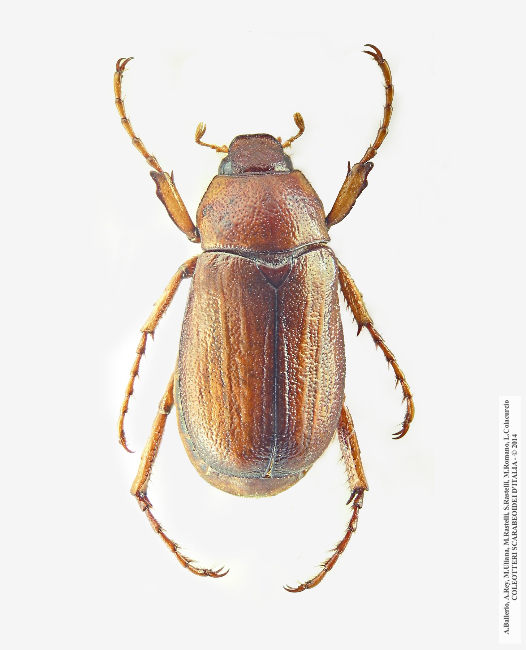 Amadotrogus tarsalis, maschio