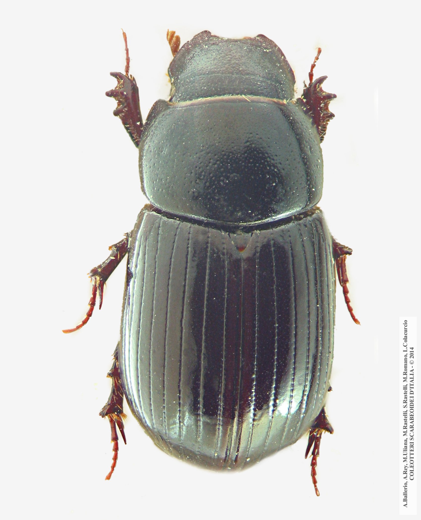 Ammoecius numidicus