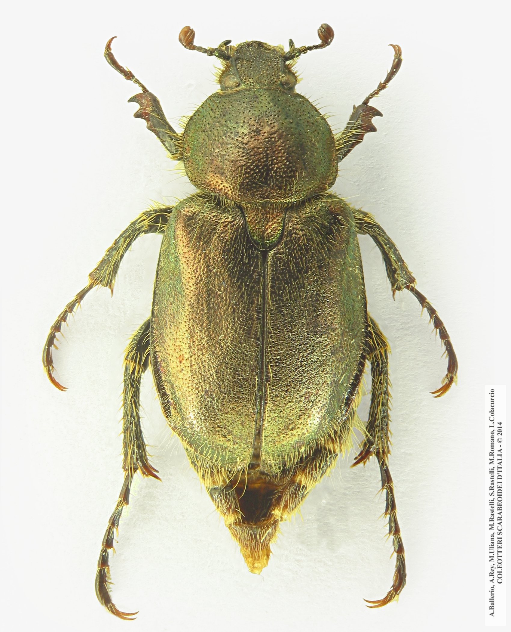 Amphicoma carcelii, femmina