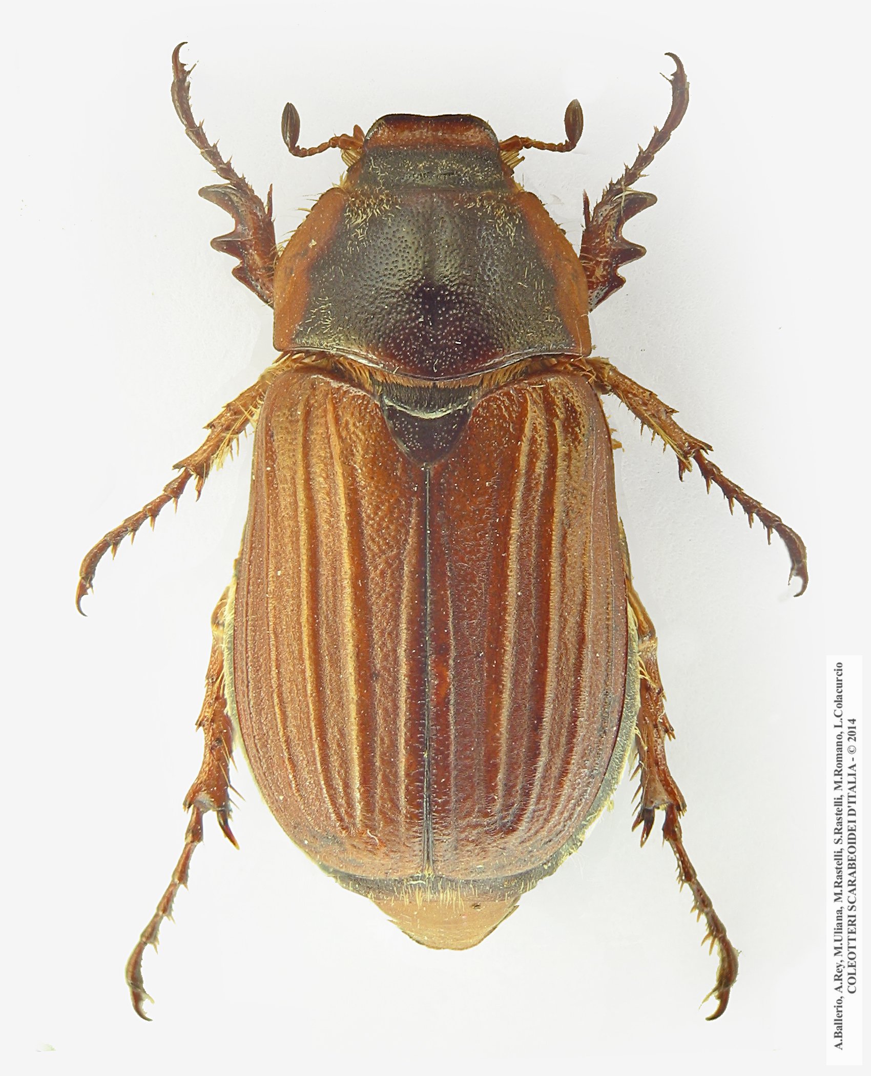 Amphimallon pini, femmina