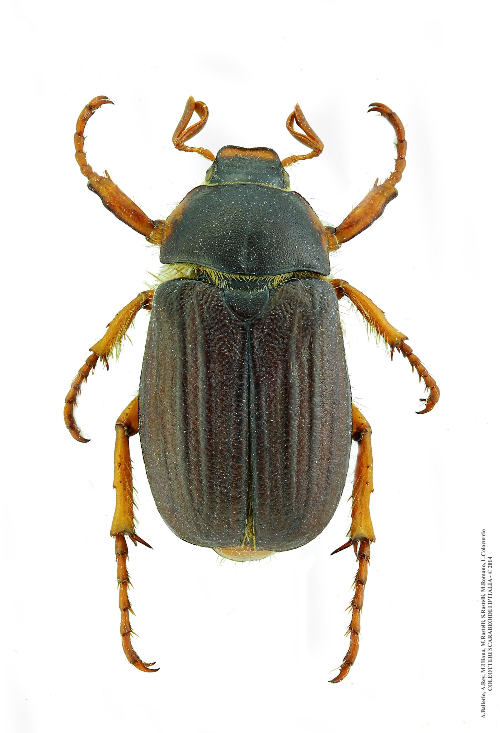 Amphimallon vitalei, maschio