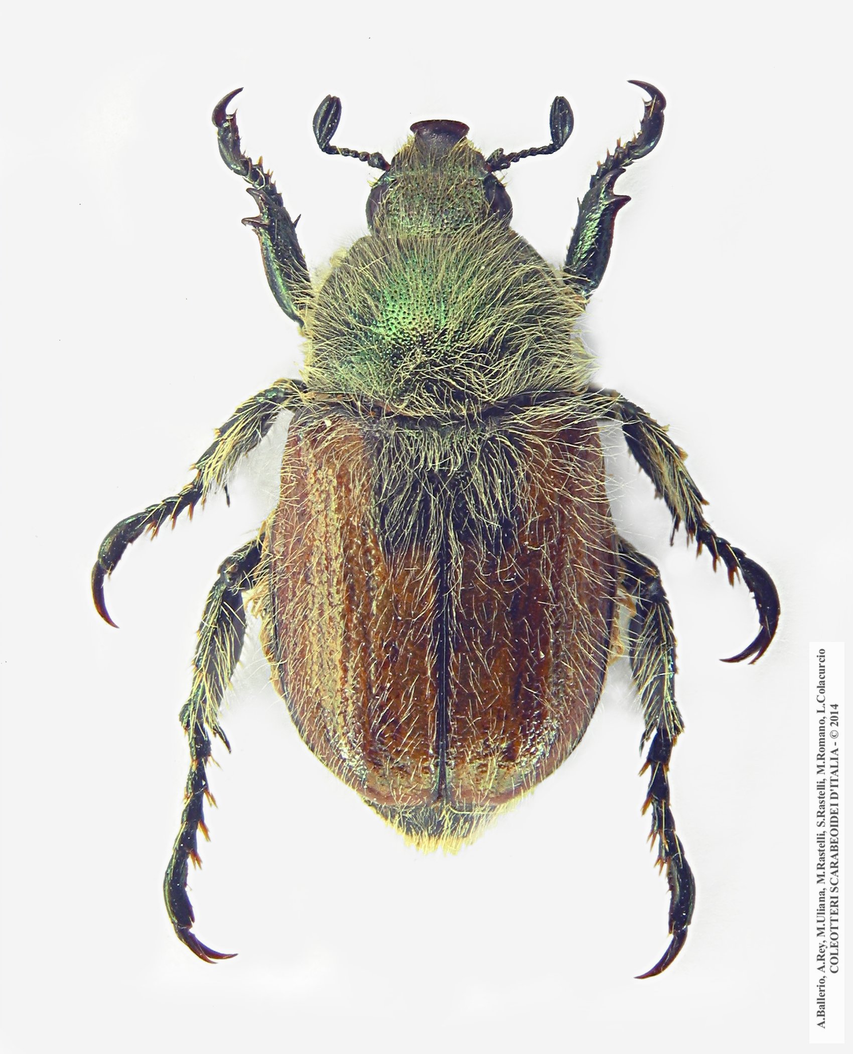 Anisoplia sabatinellii