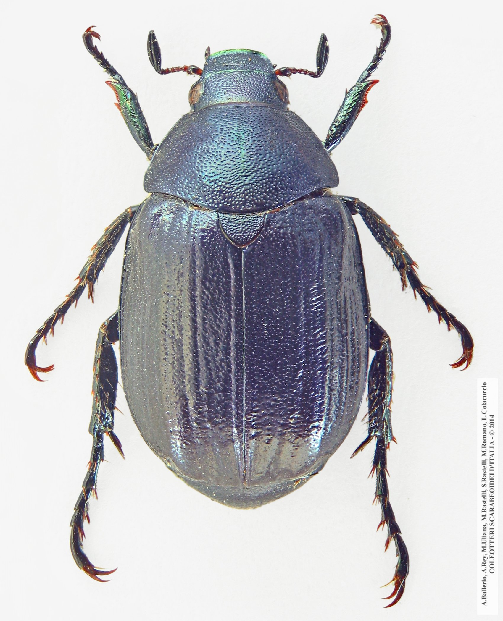 Anomala dubia