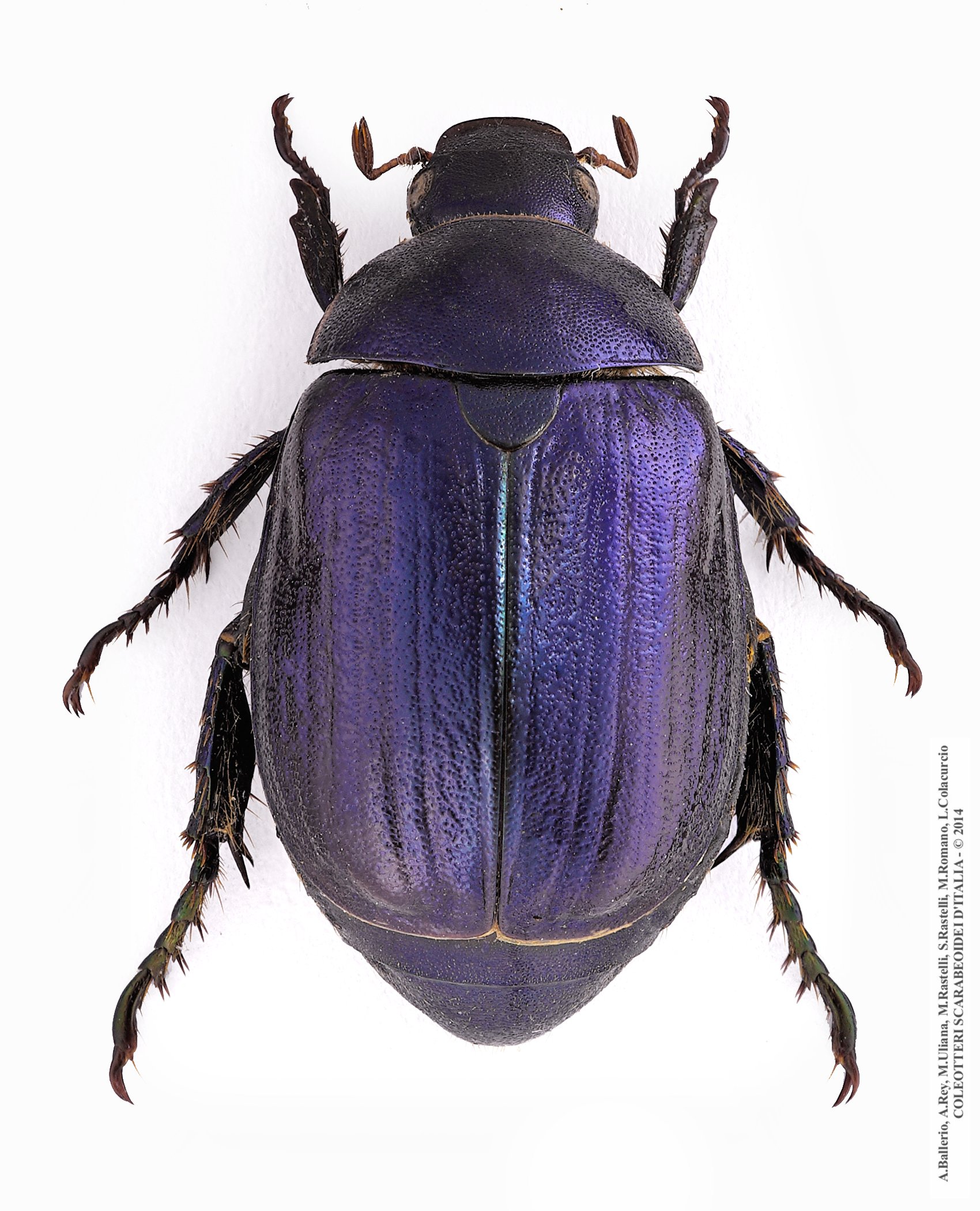 Anomala vitis, femmina