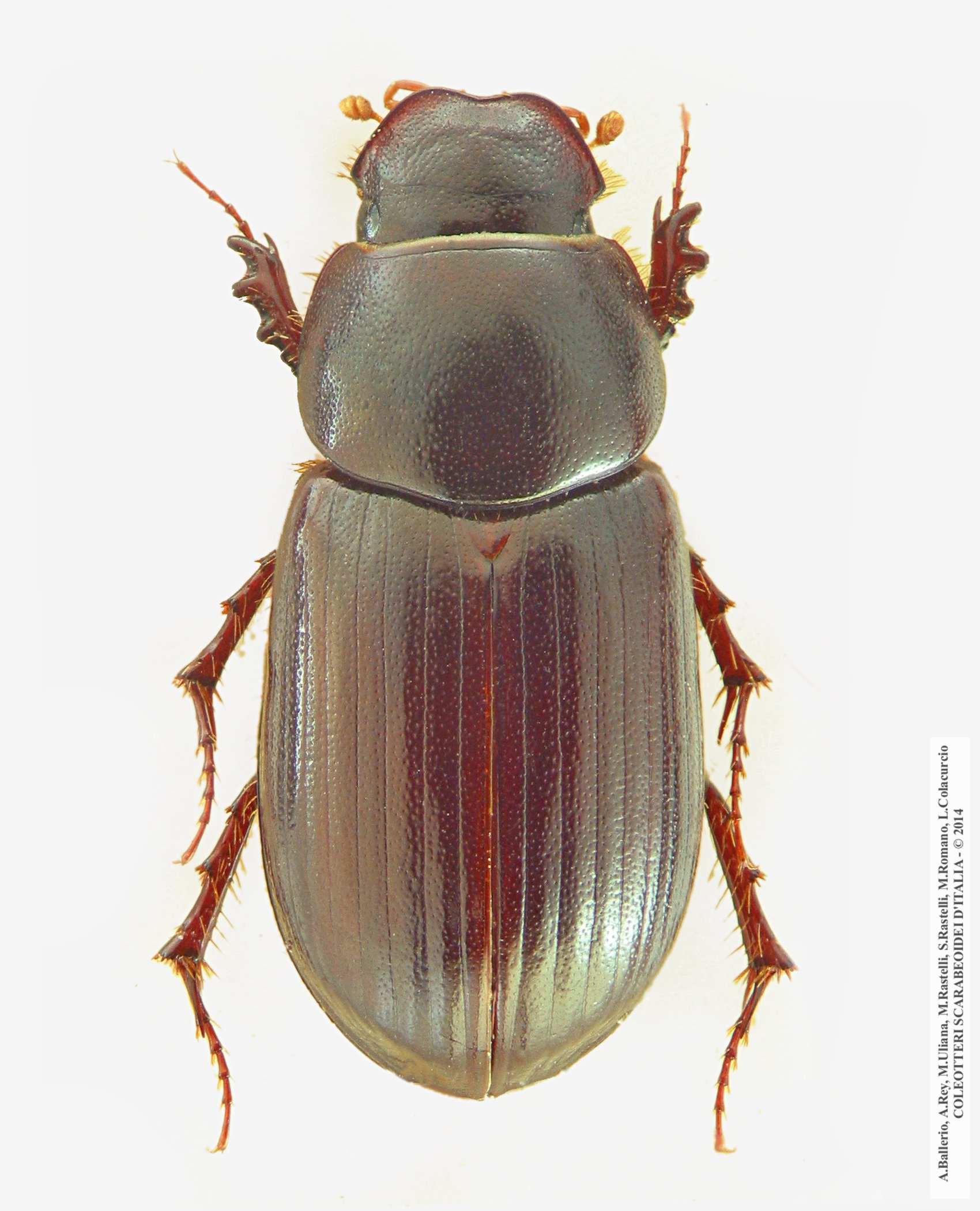 Anomius castaneus, femmina 