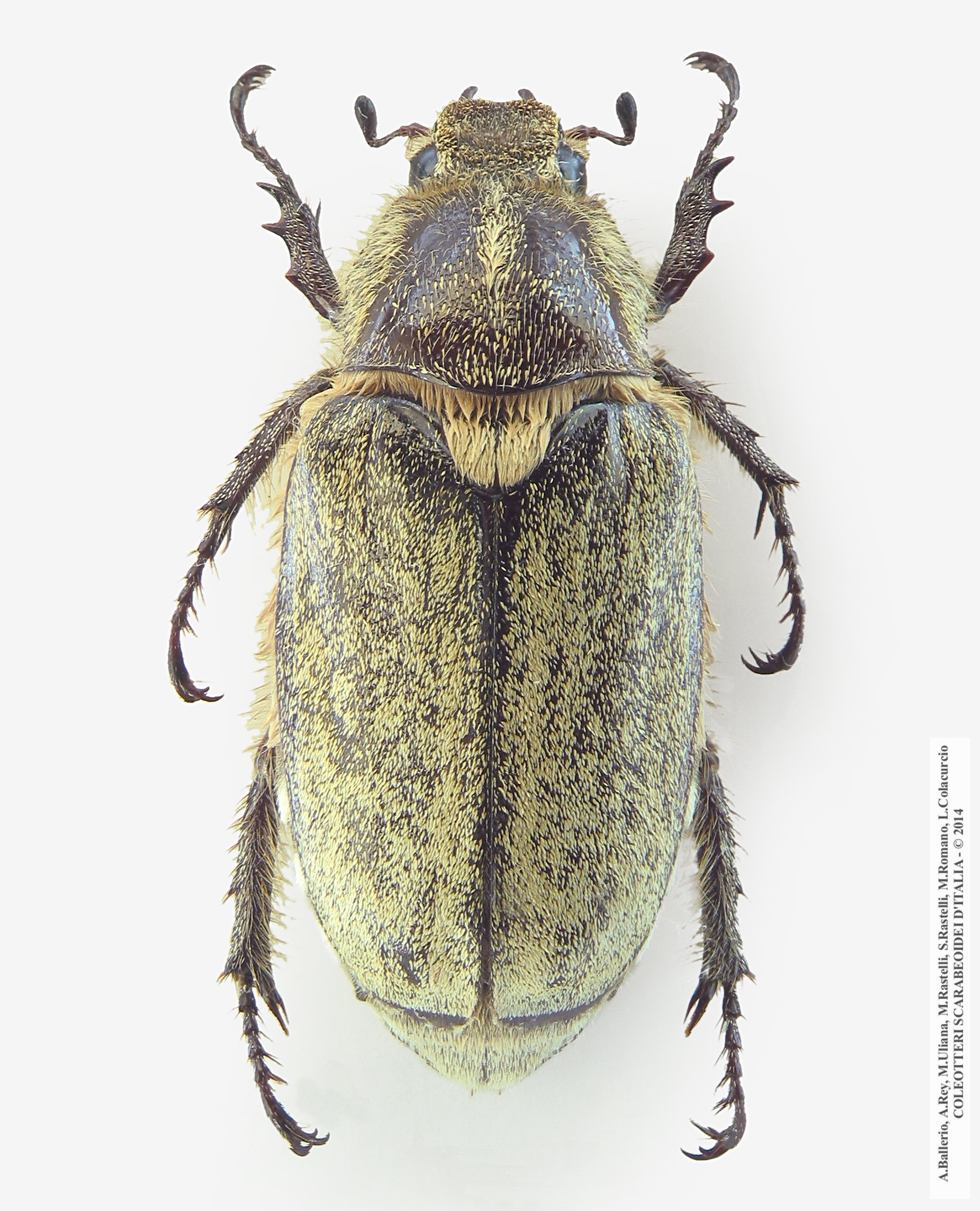 Anoxia scutetellaris argentea, femmina