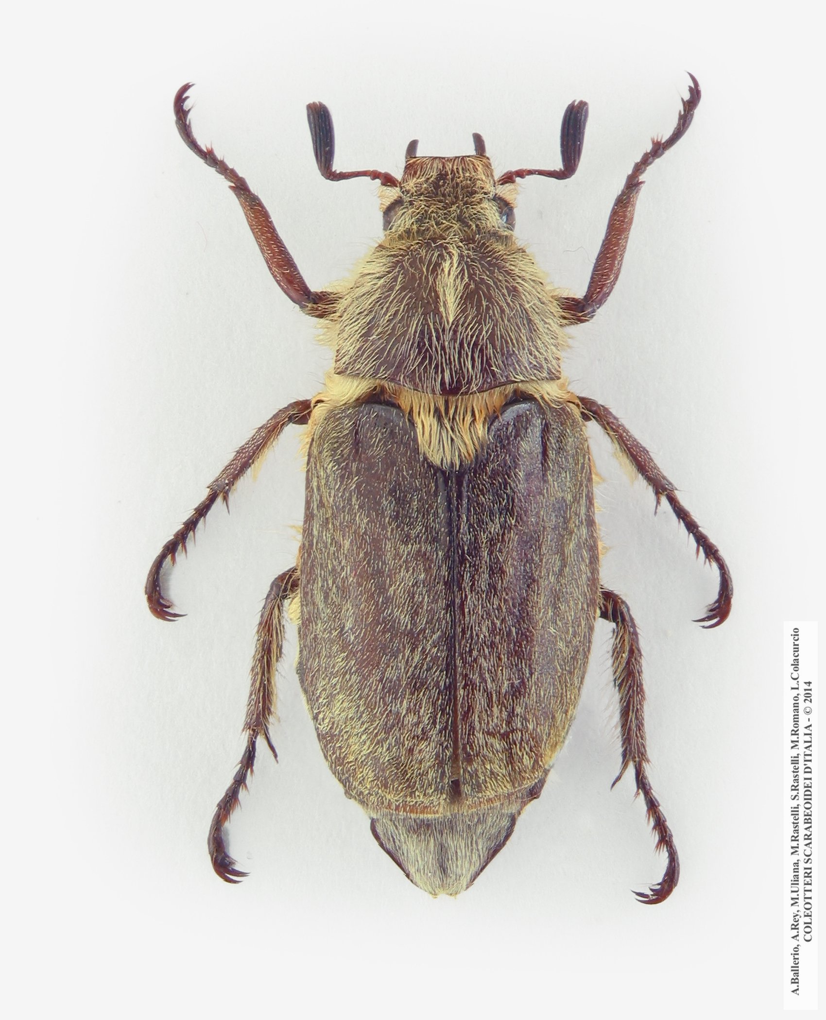 Anoxia scutellaris argentea, maschio