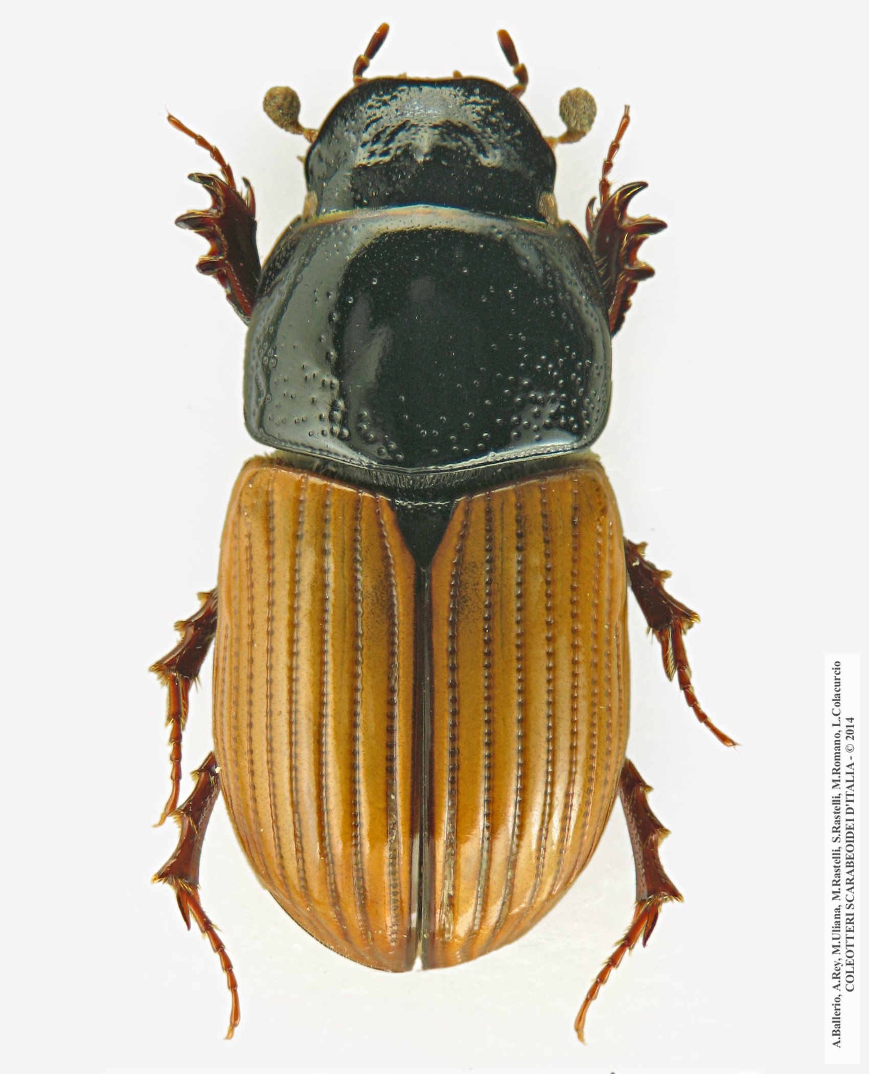 Aphodius foetidus