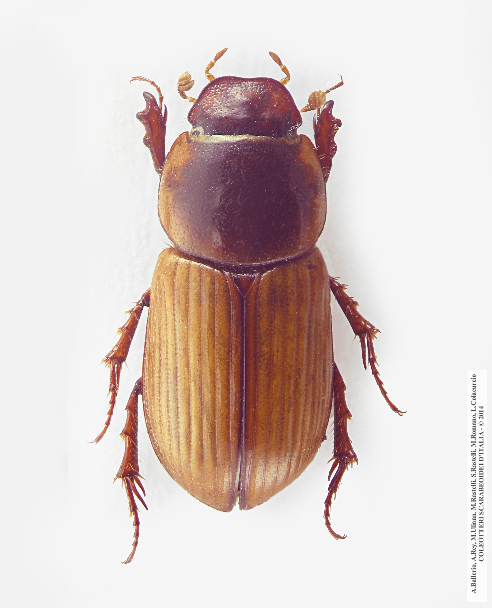Bodilus beduinus