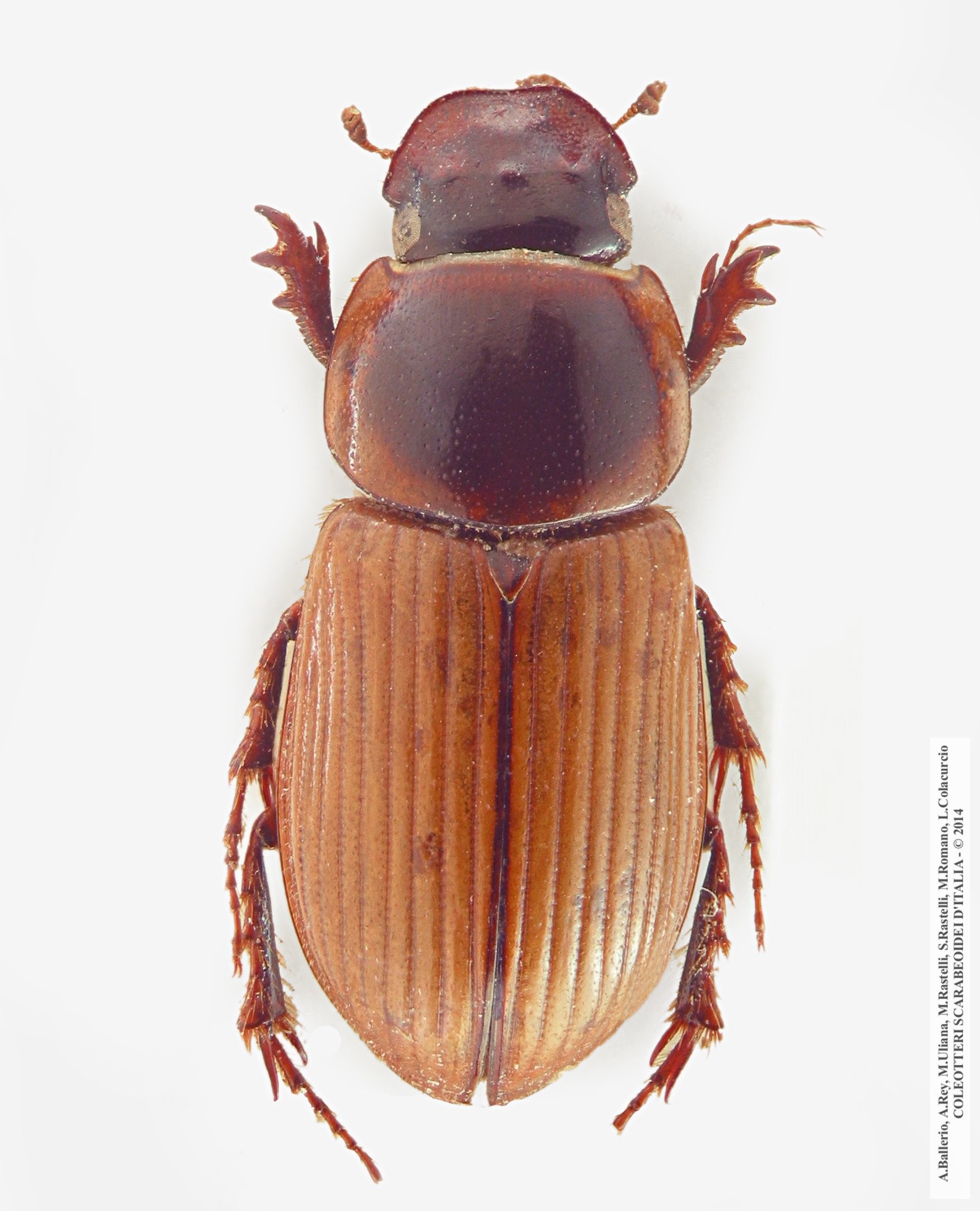 Bodilus longispina