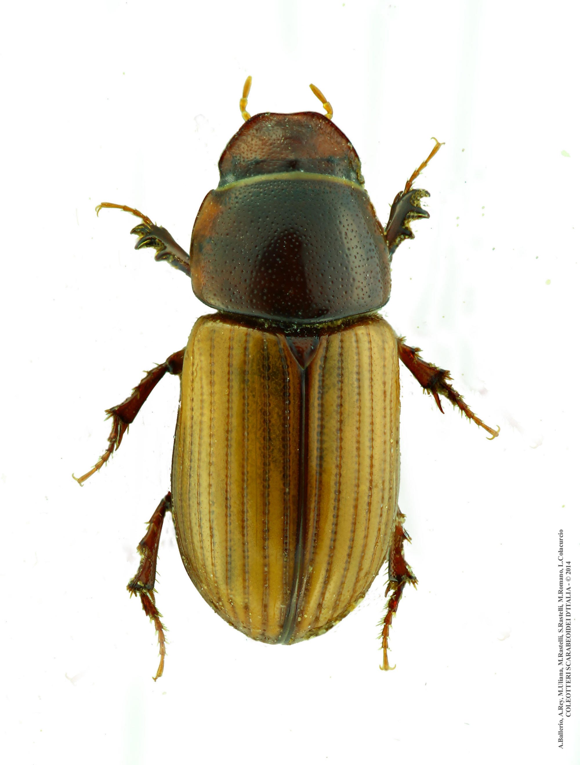 Bodiloides ictericus ictericus