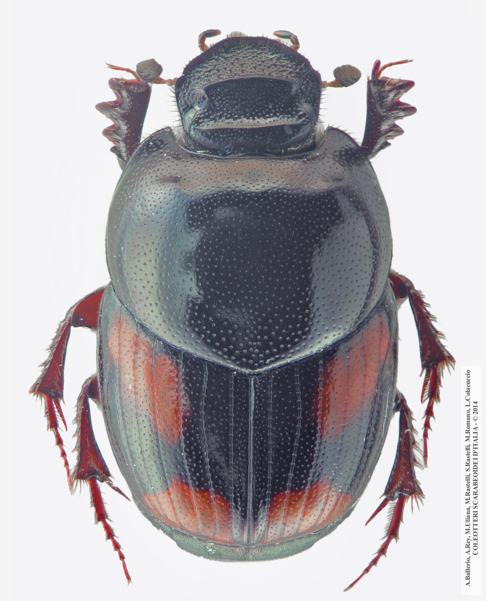 Caccobius schreberi, maschio