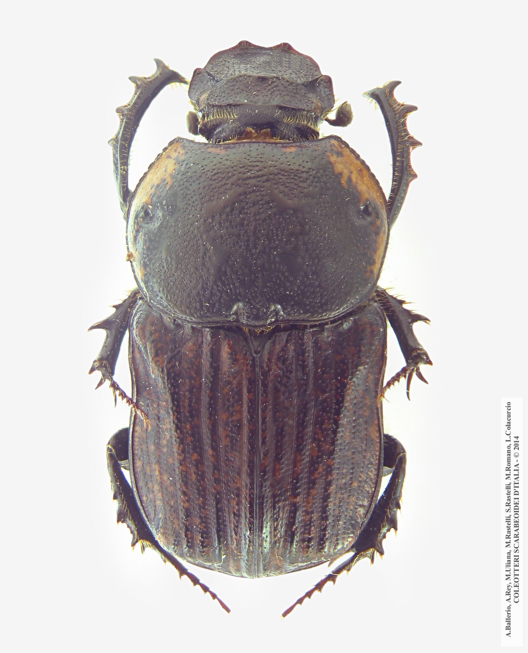 Cheironitis ungaricus