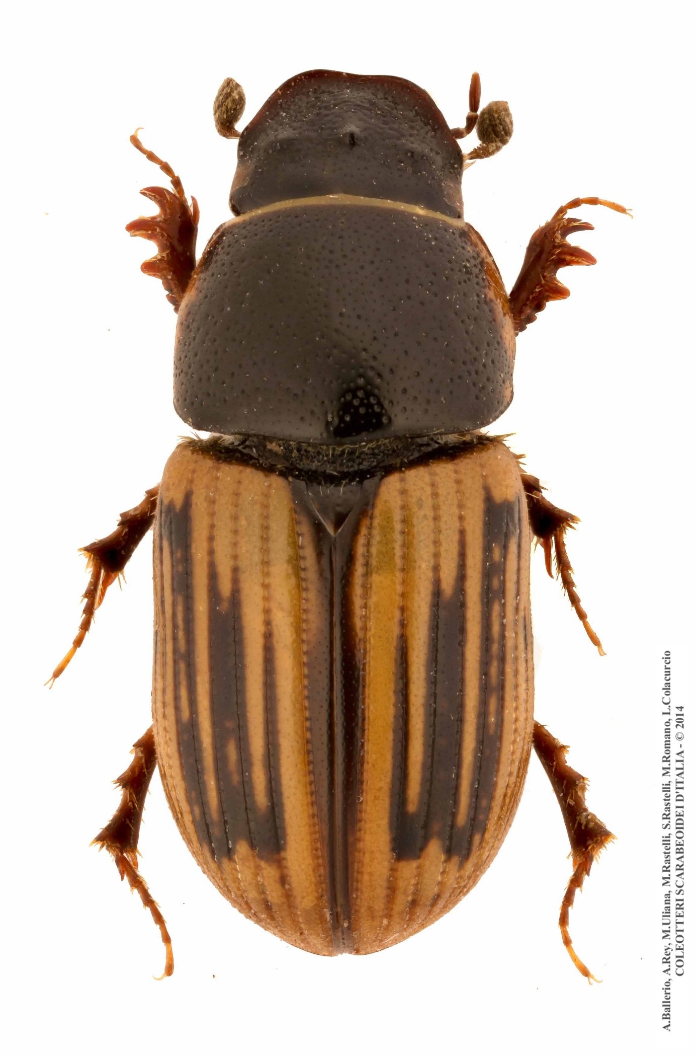 Chilothorax lineolatus