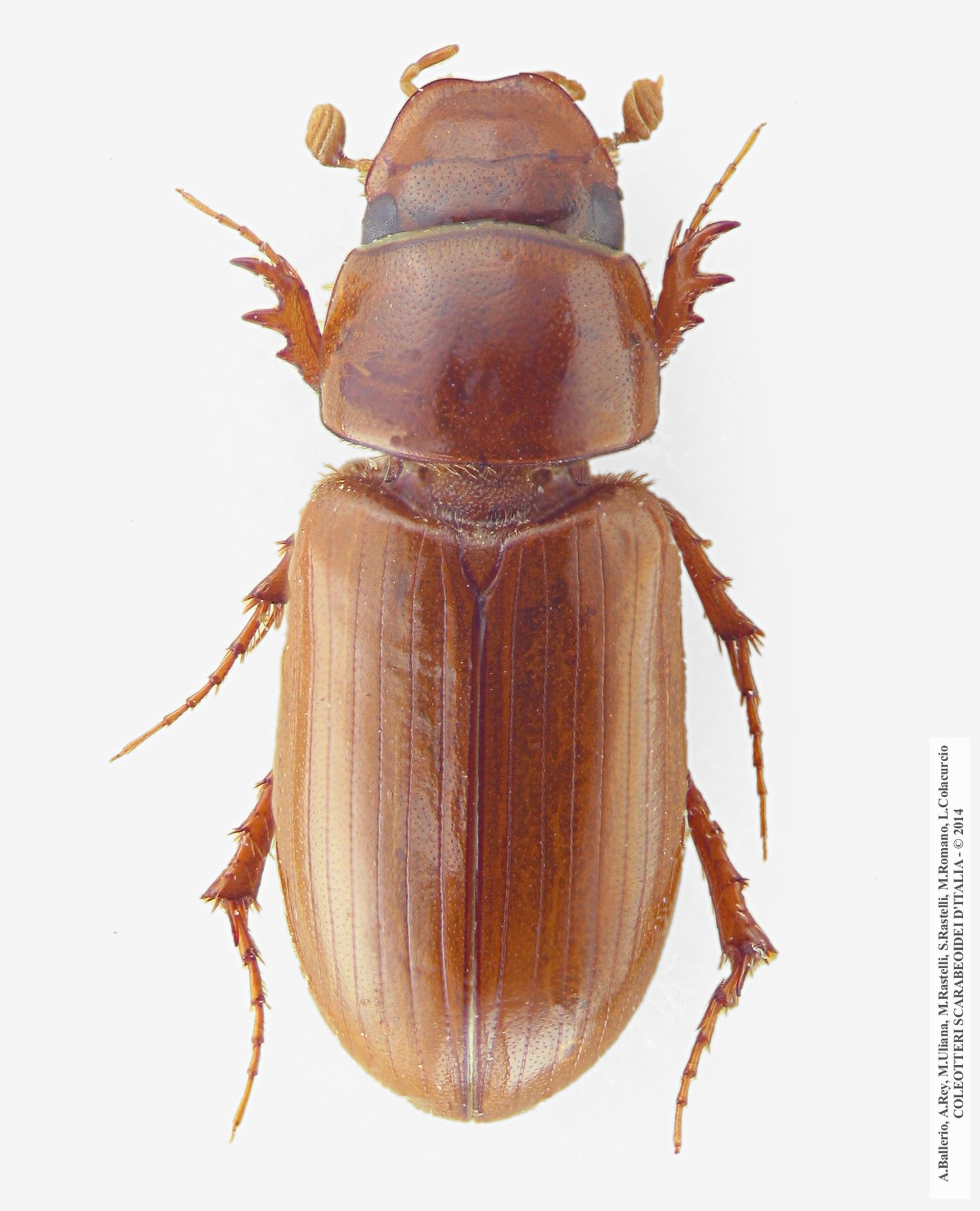 Erytus cognatus