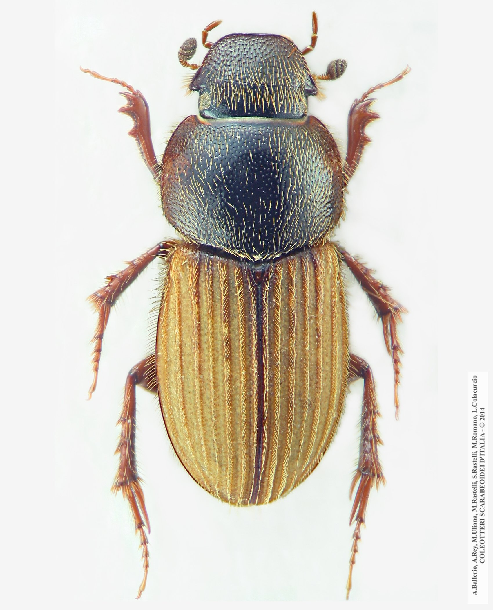Euheptaulacus carinatus brutius, maschio