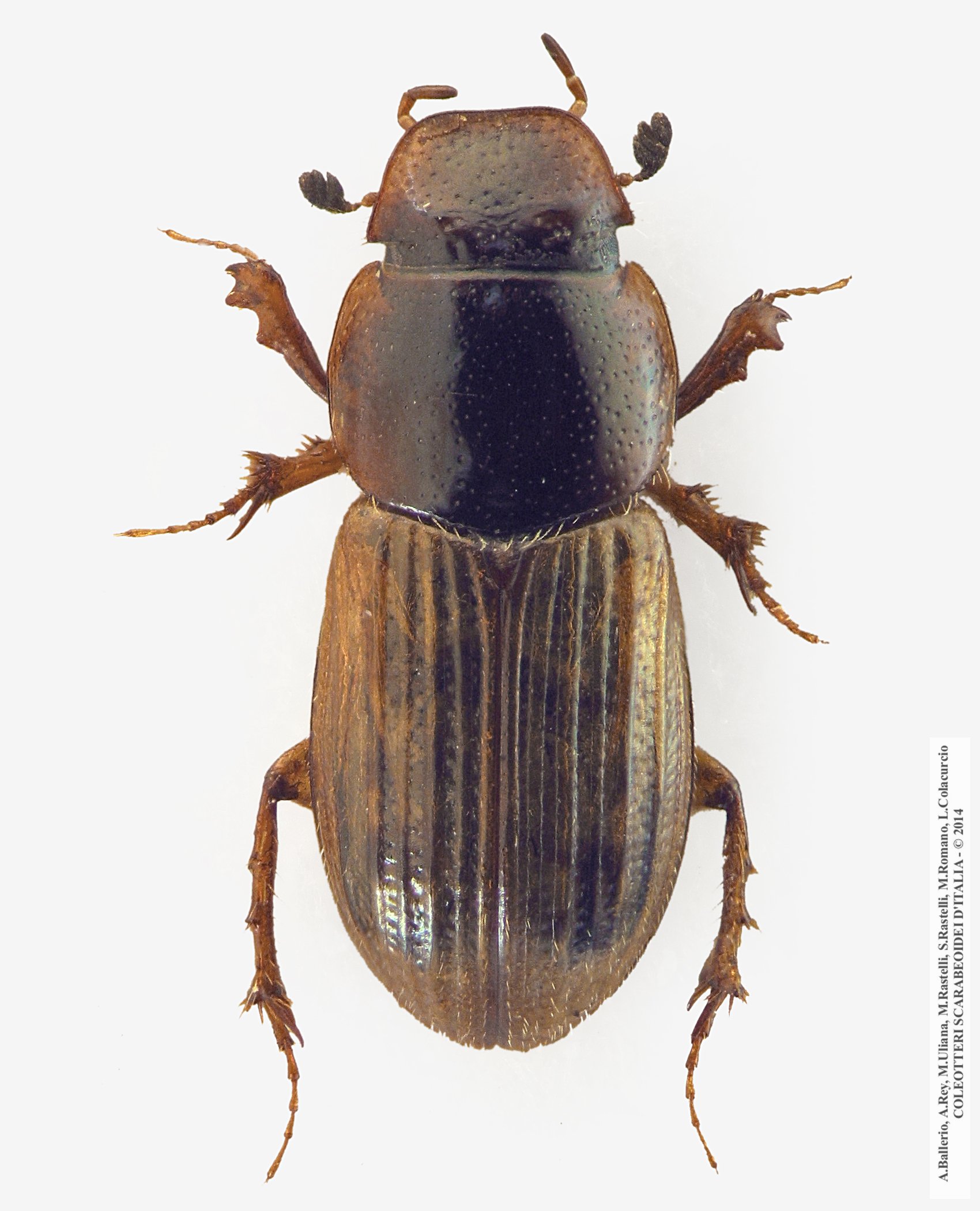 Euheptaulacus porcellus, maschio