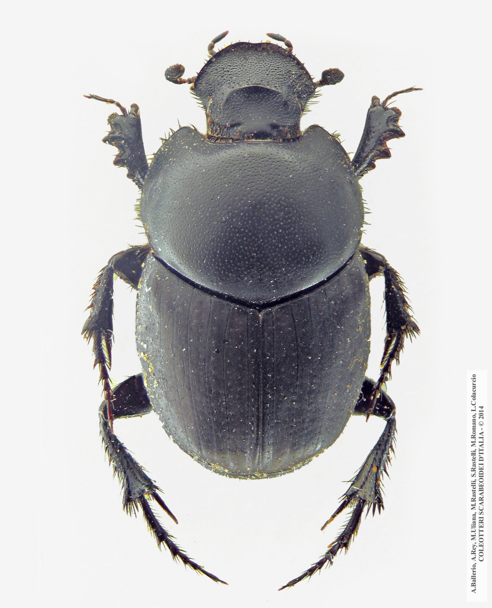Euonthophagus crocatus crocatus, maschio