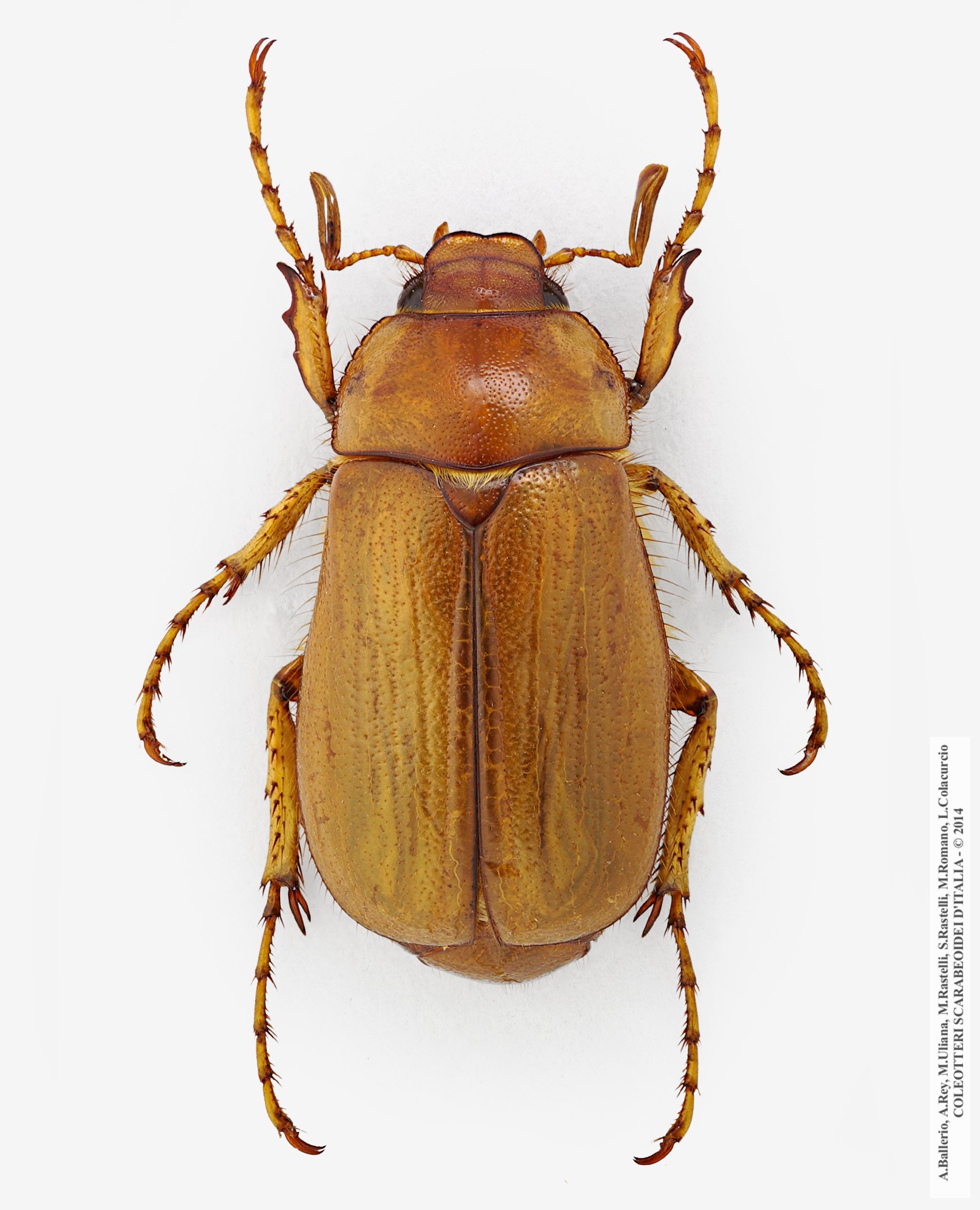 Firminus fossulatus, maschio