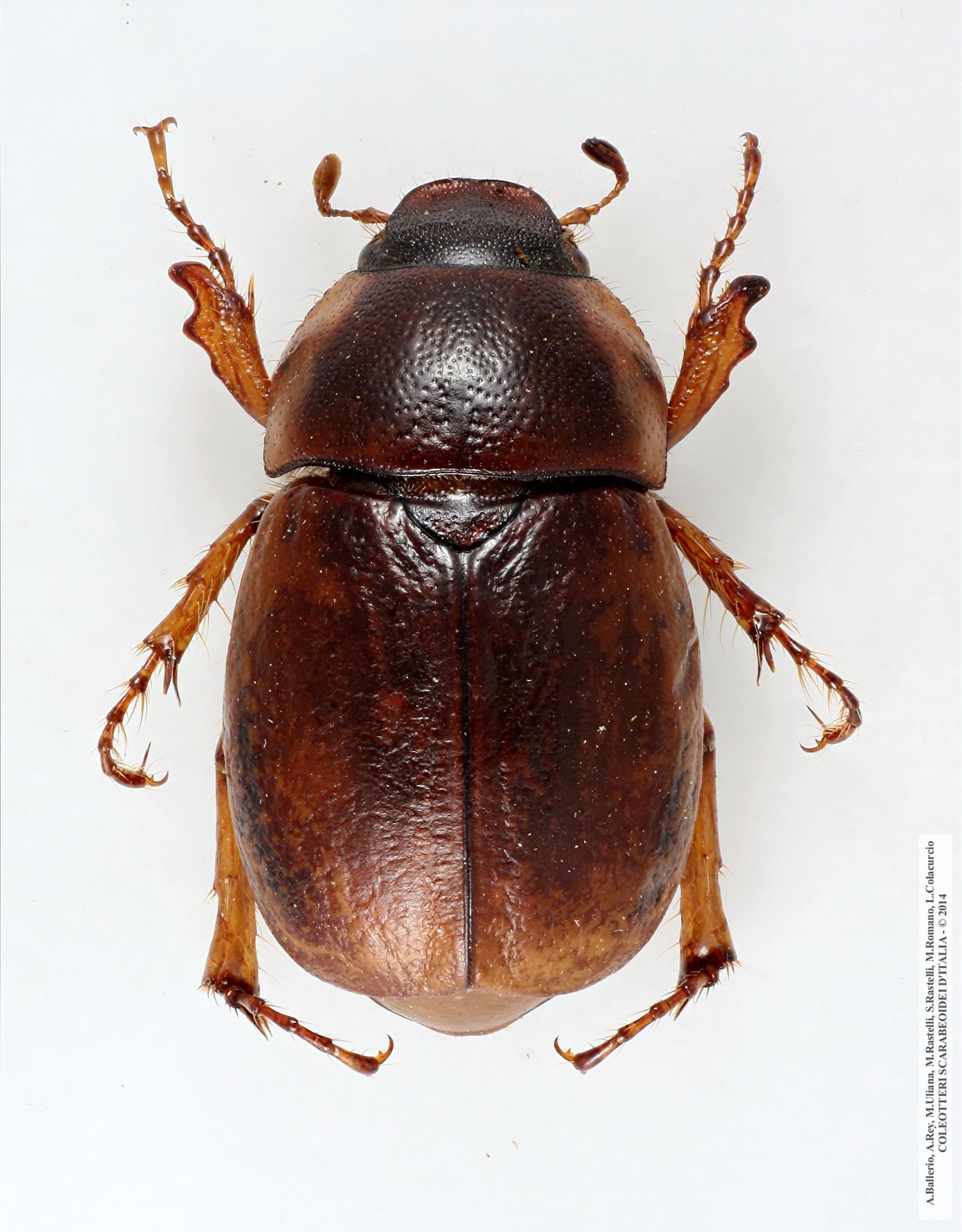 Geotrogus sicelis, femmina