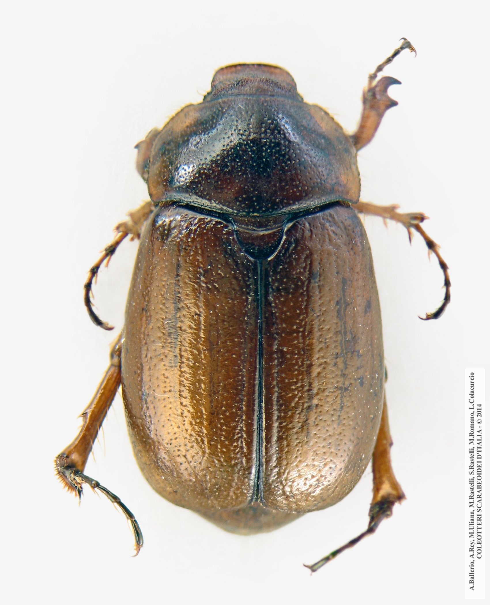 Geotrogus vorax, femmina