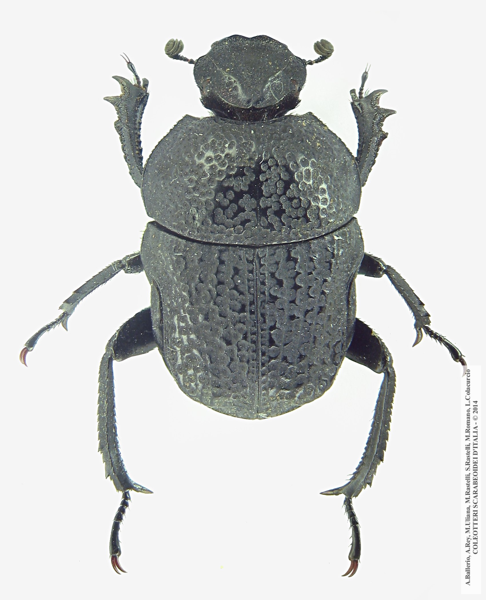 Gymnopleurus flagellatus 