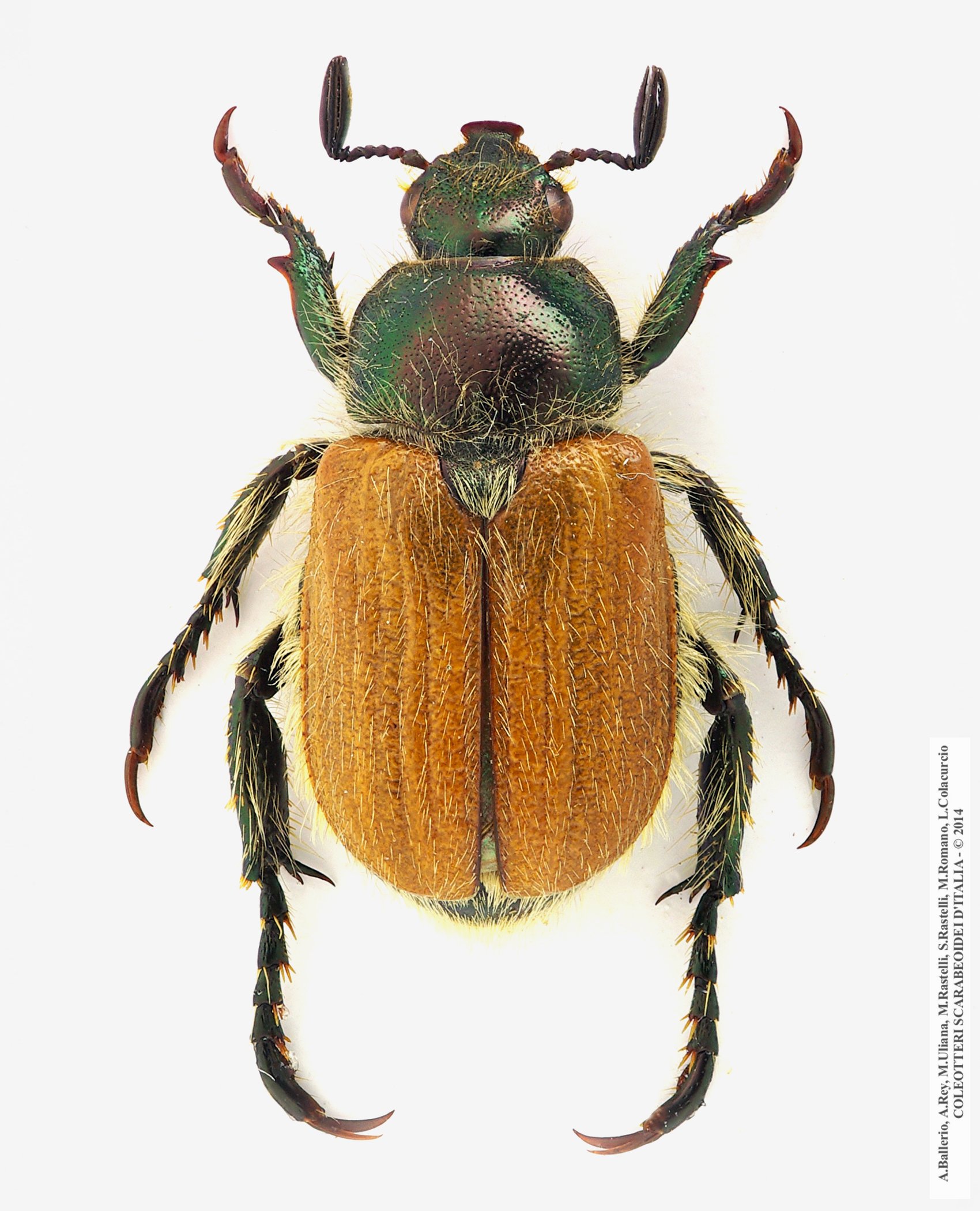 Hemichaetoplia pallidipennis, maschio