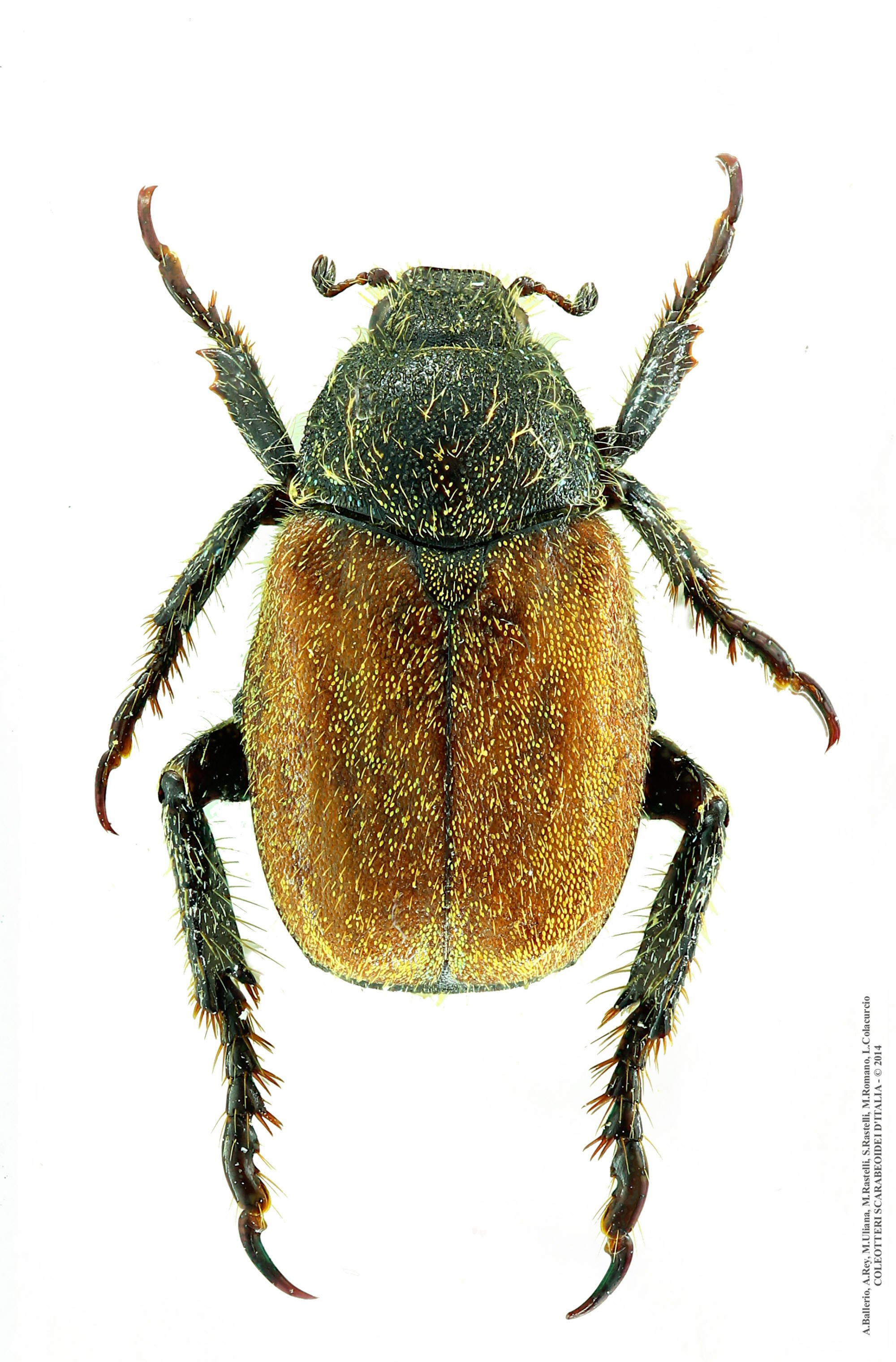 Hoplia dubia, maschio