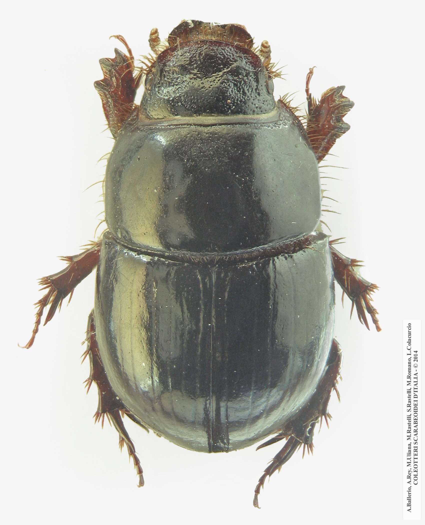 Hybalus bigibber, femmina 