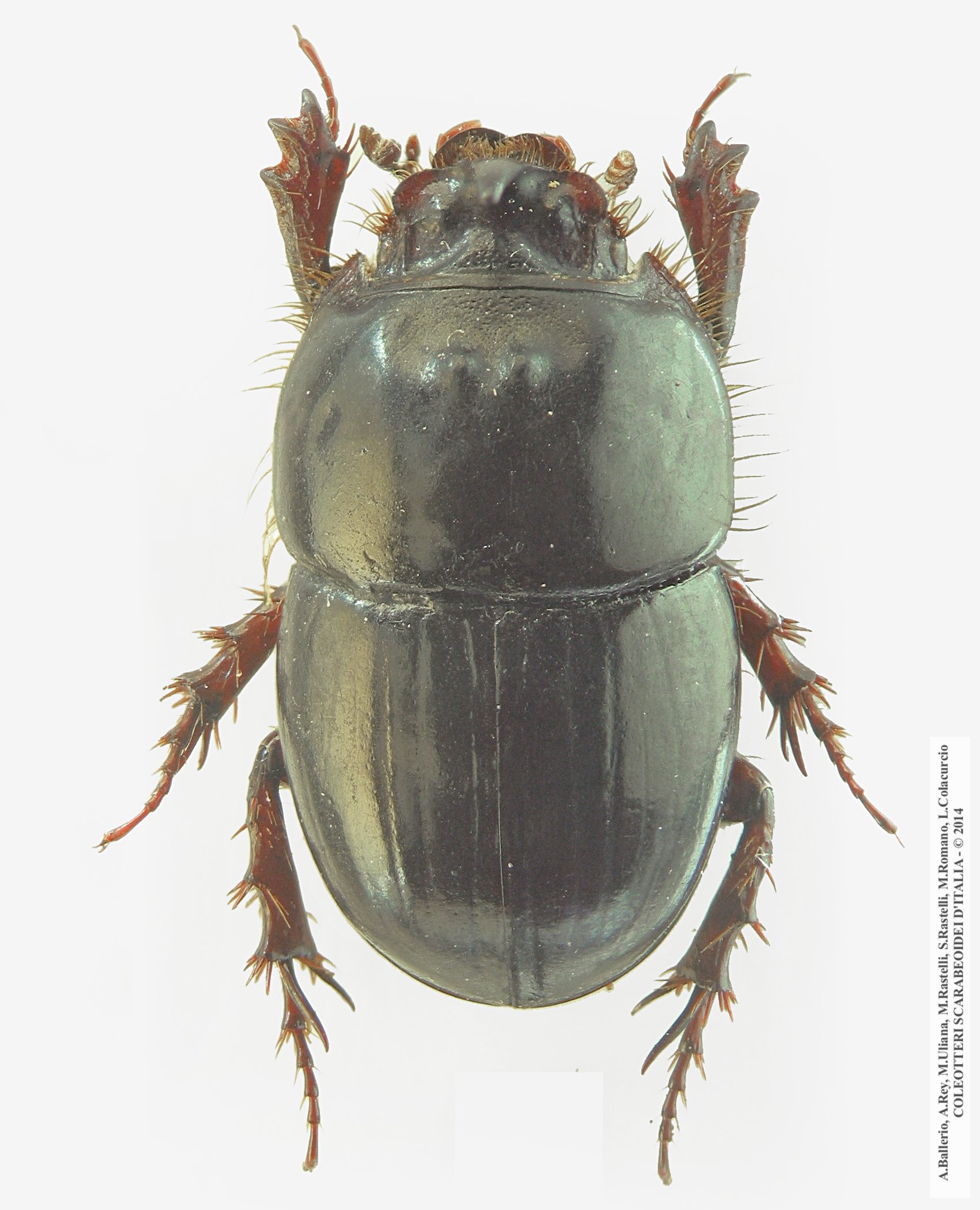 Hybalus bigibber, maschio 