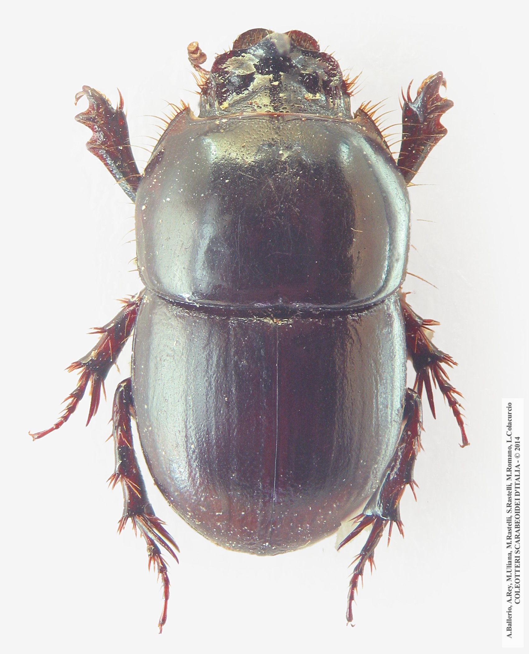 Hybalus cornifrons, maschio