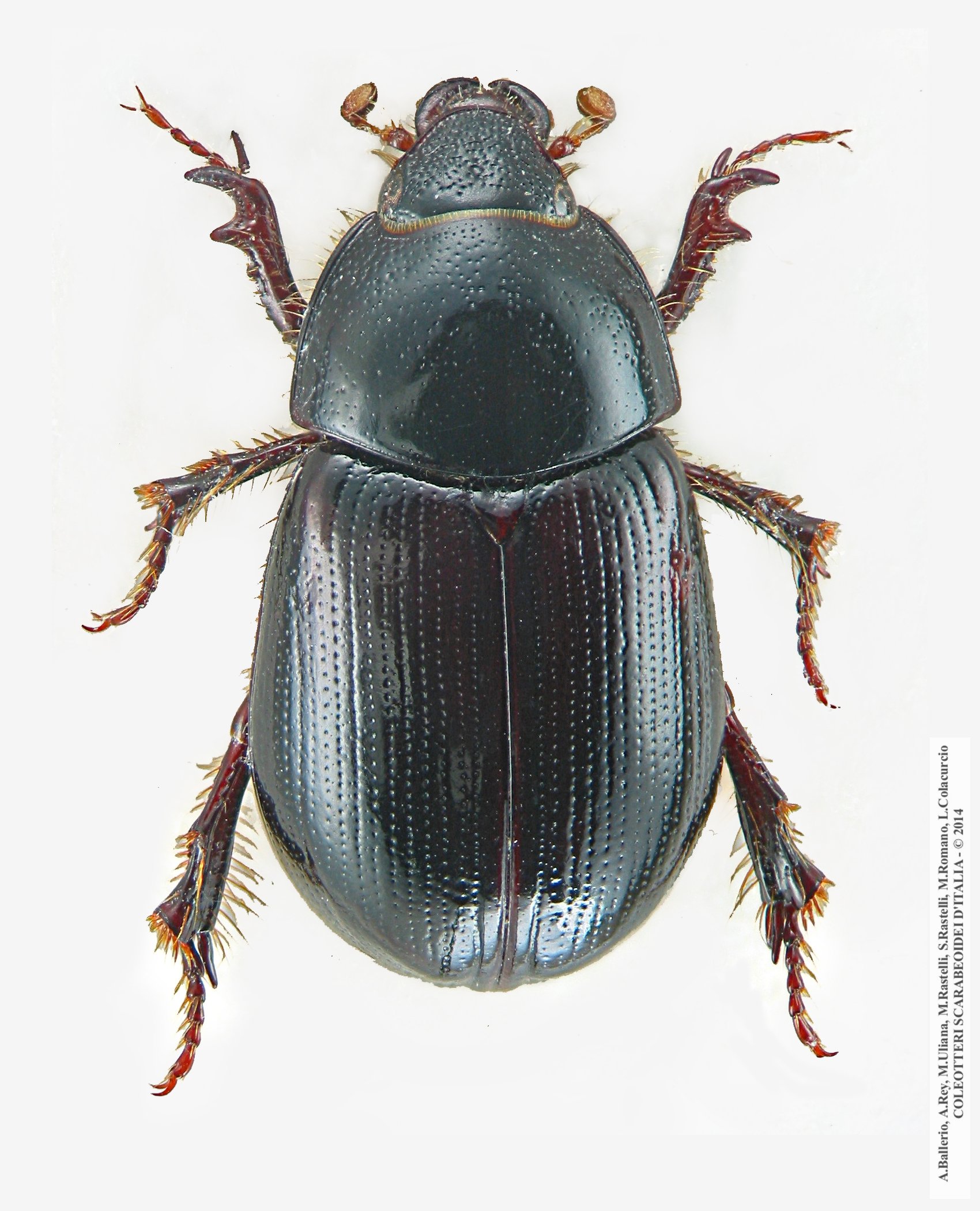 Hybosorus illigeri