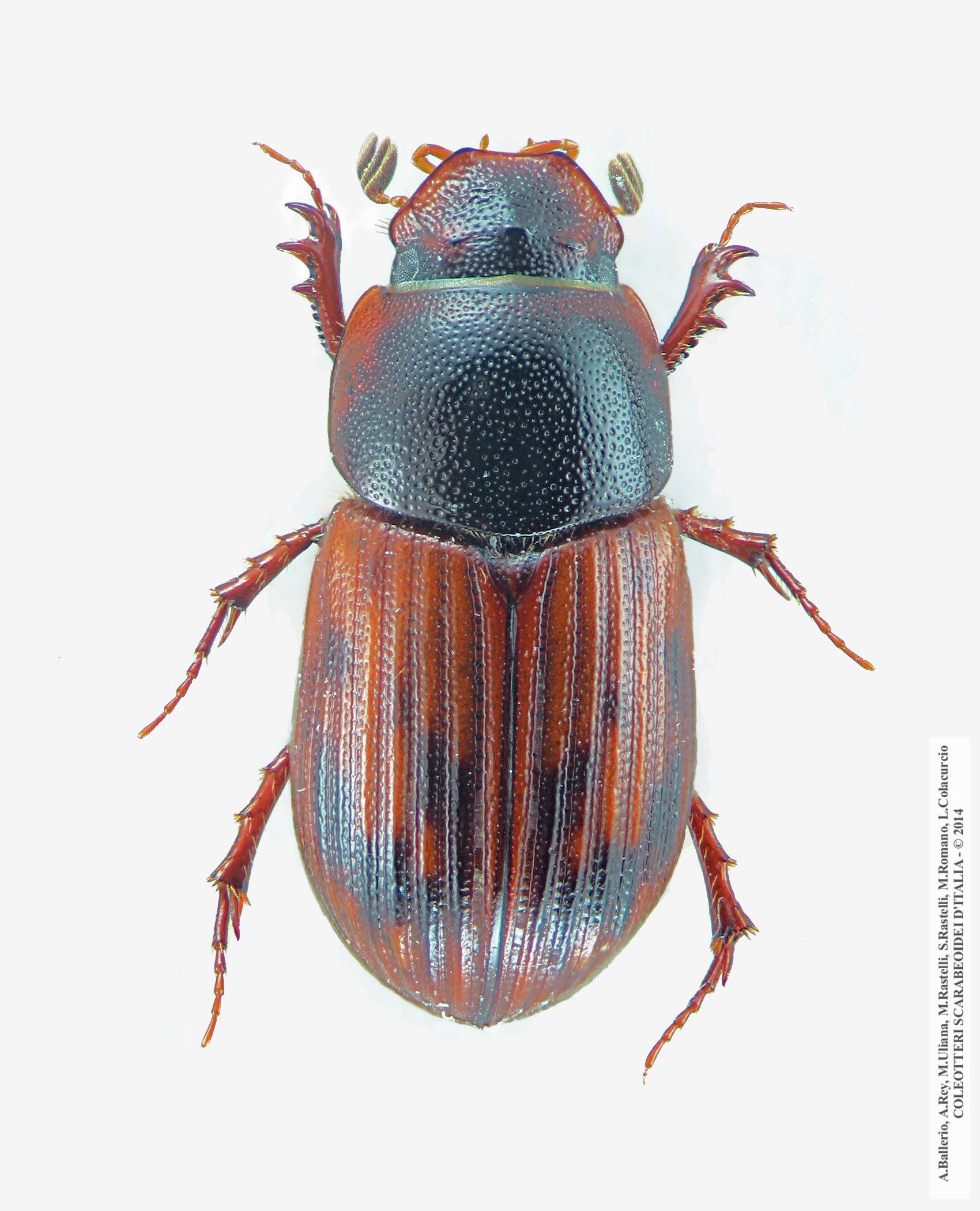 Limarus zenkeri