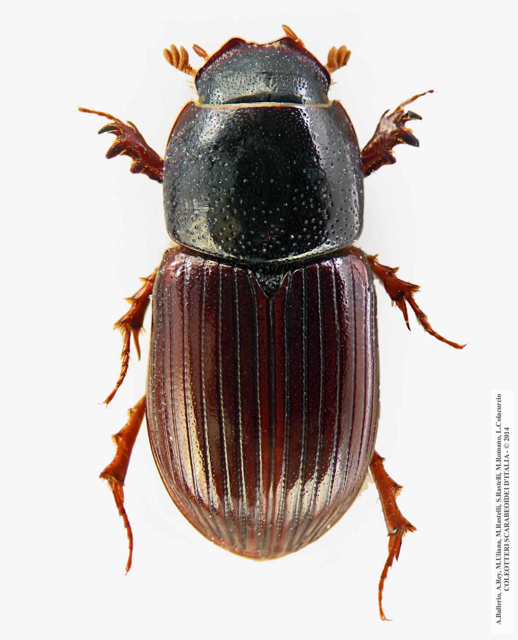 Loraphodius suarius