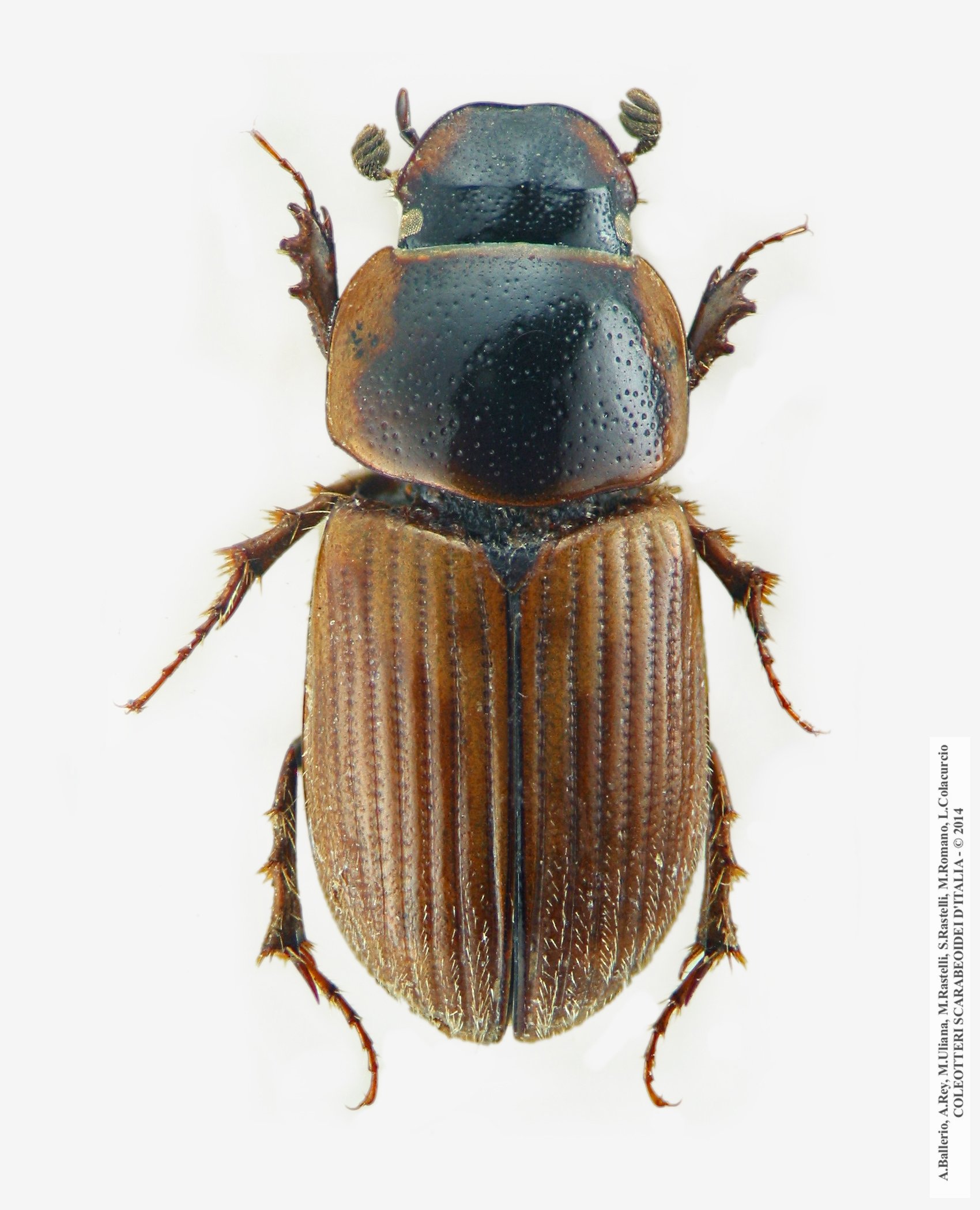 Melinopterus tingens, maschio