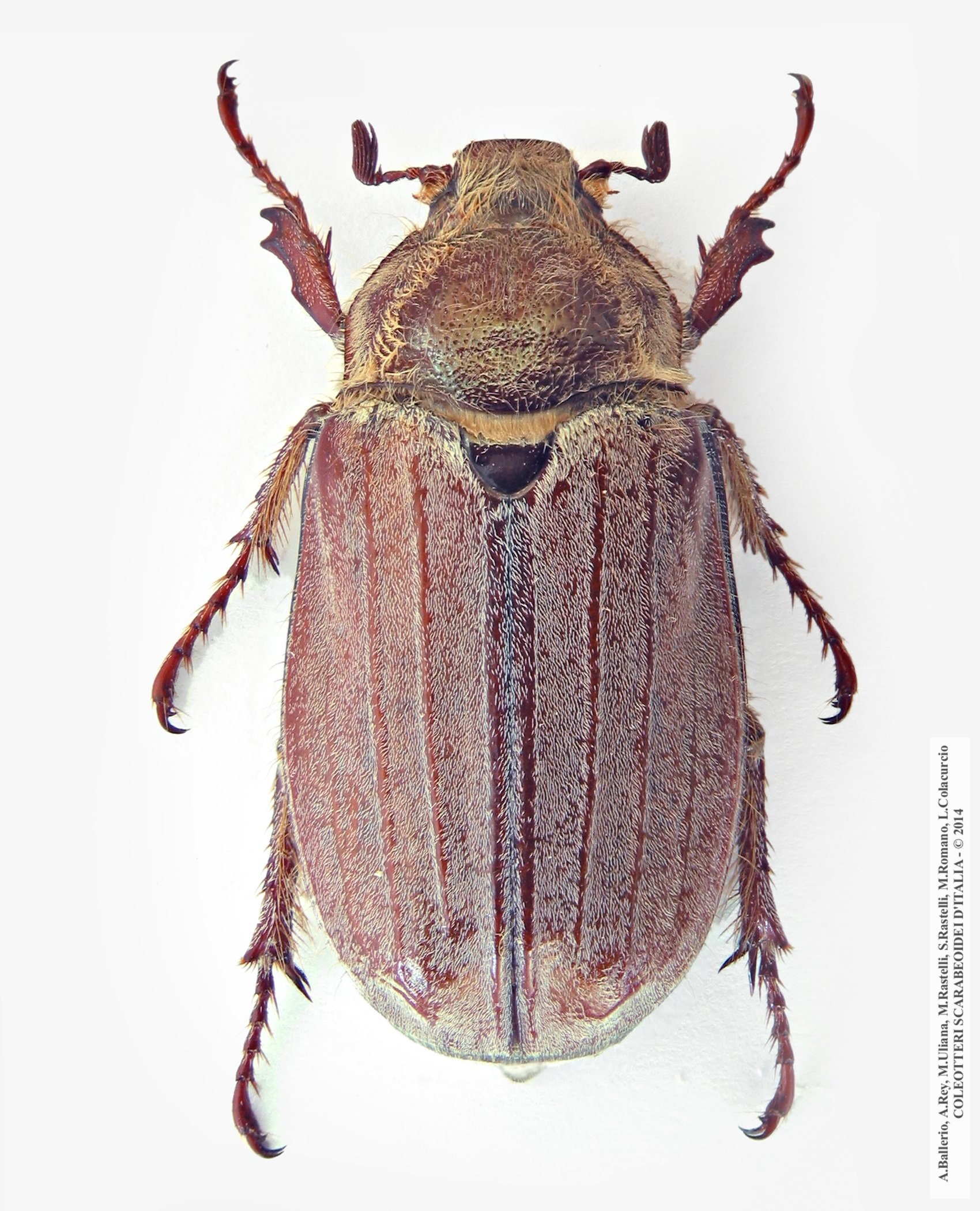 Melolontha hippocastani, femmina 