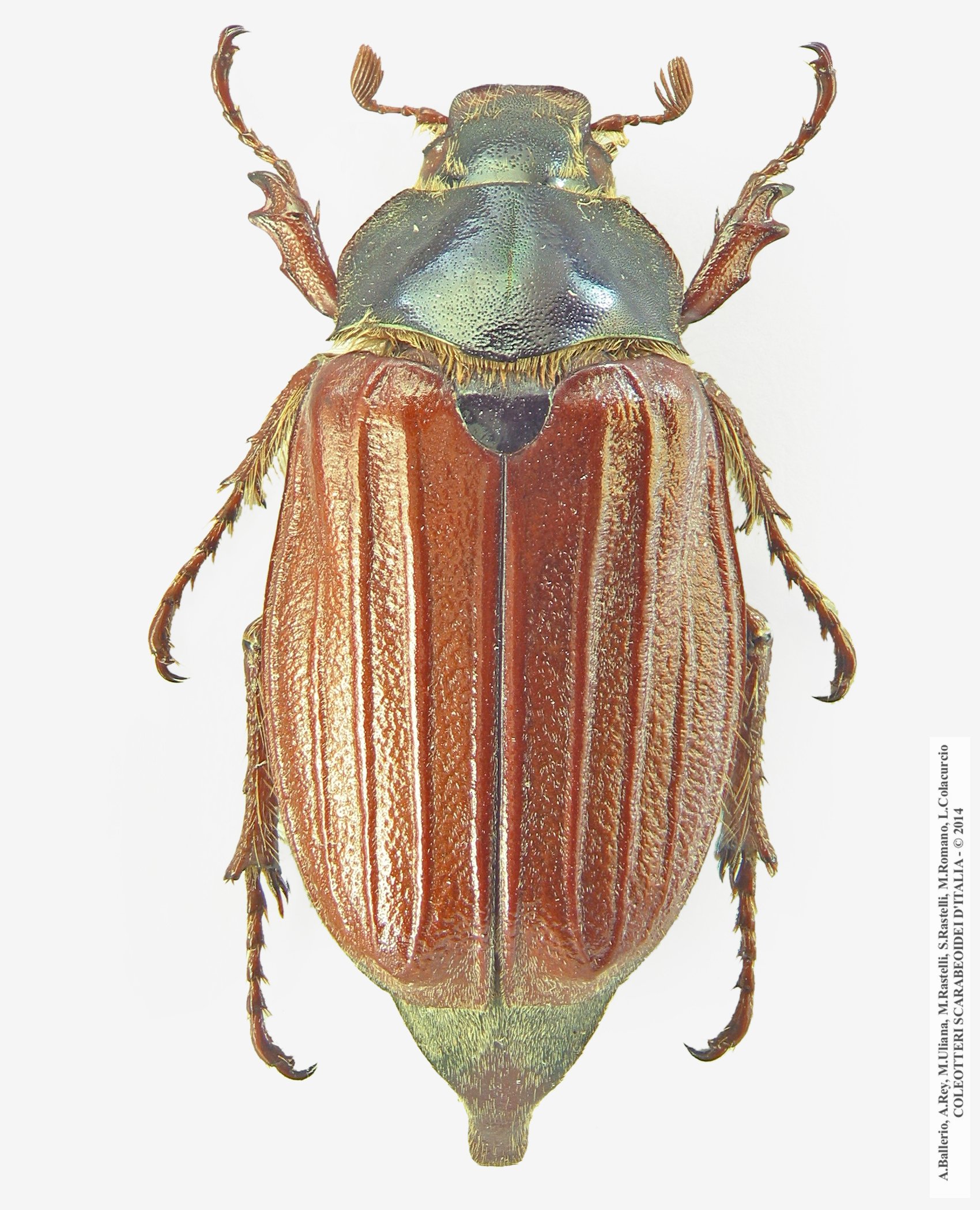 Melolontha melolontha, femmina