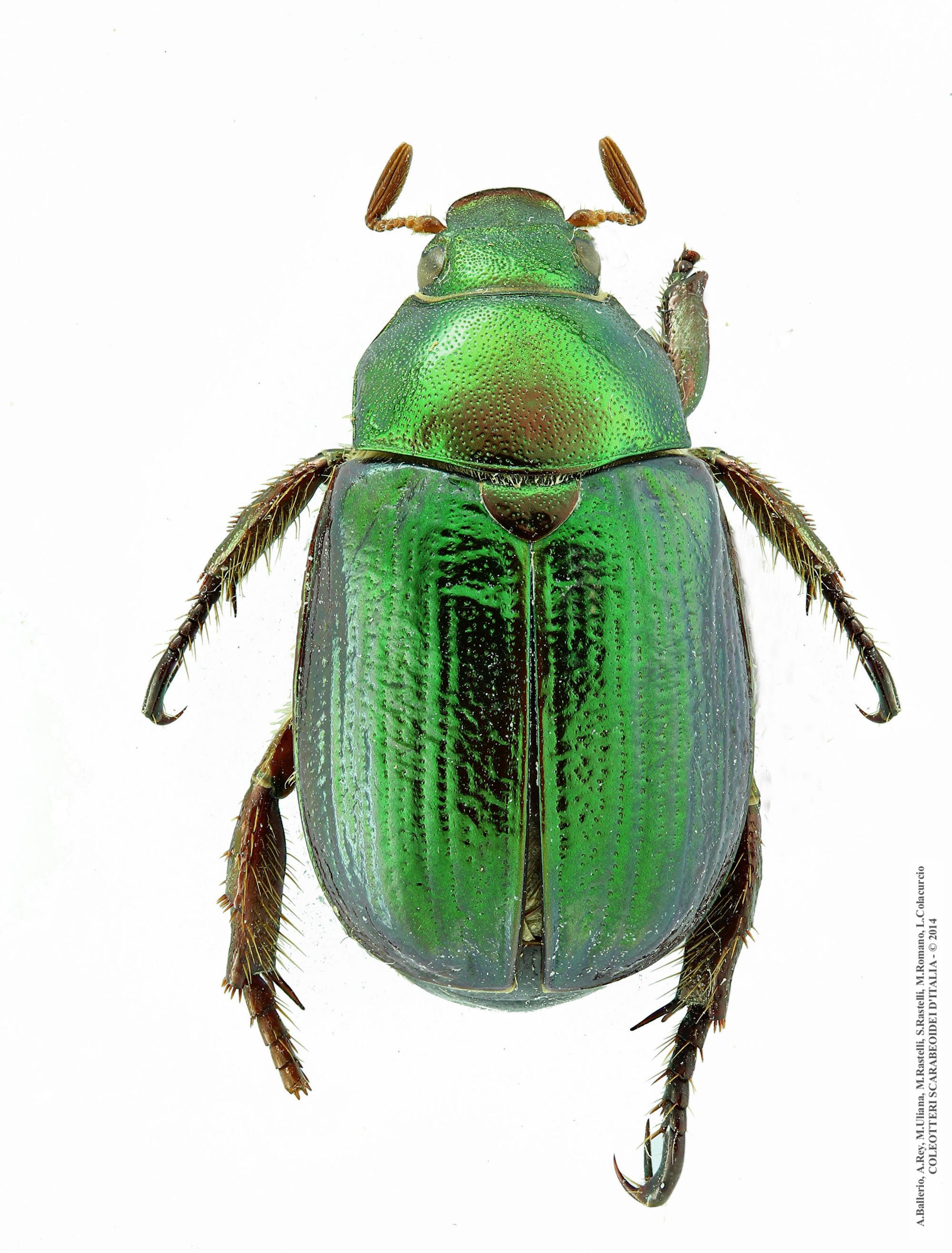 Mimela junii gigliocola