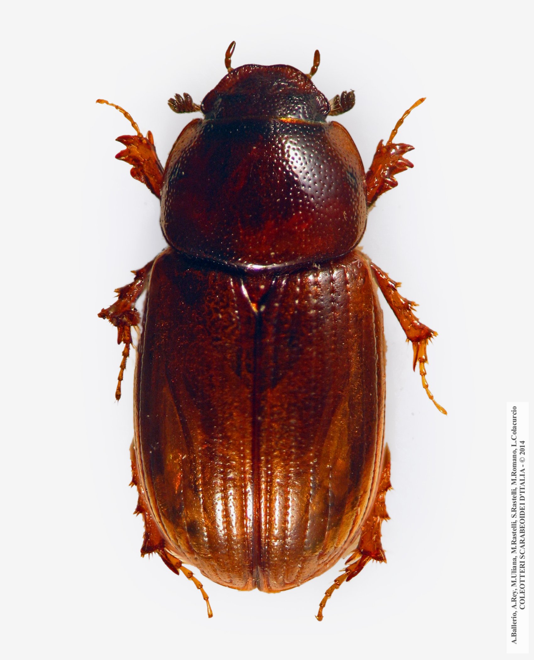 Neagolius penninus, femmina 