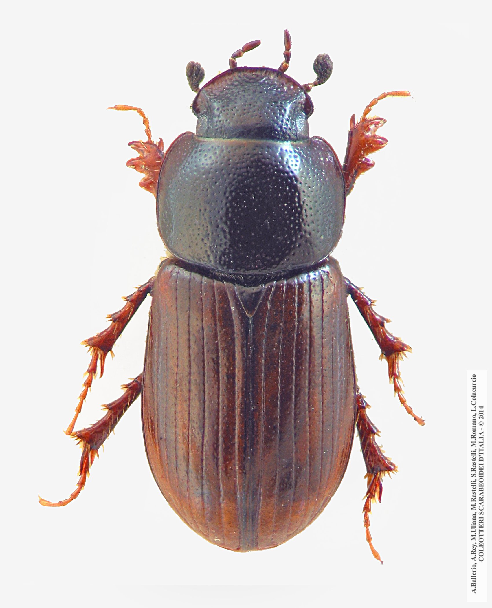 Neagolius penninus, maschio