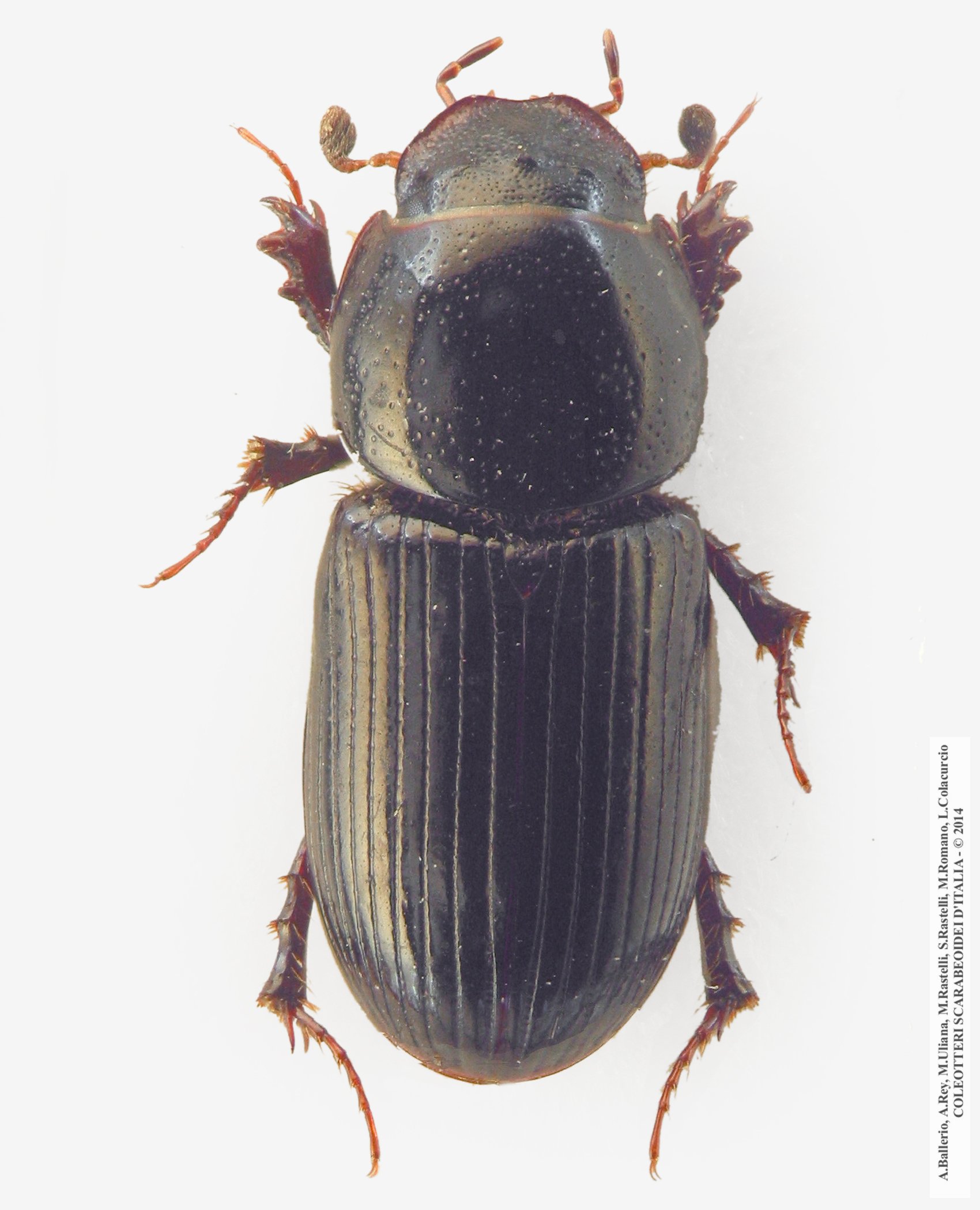 Nialus varians