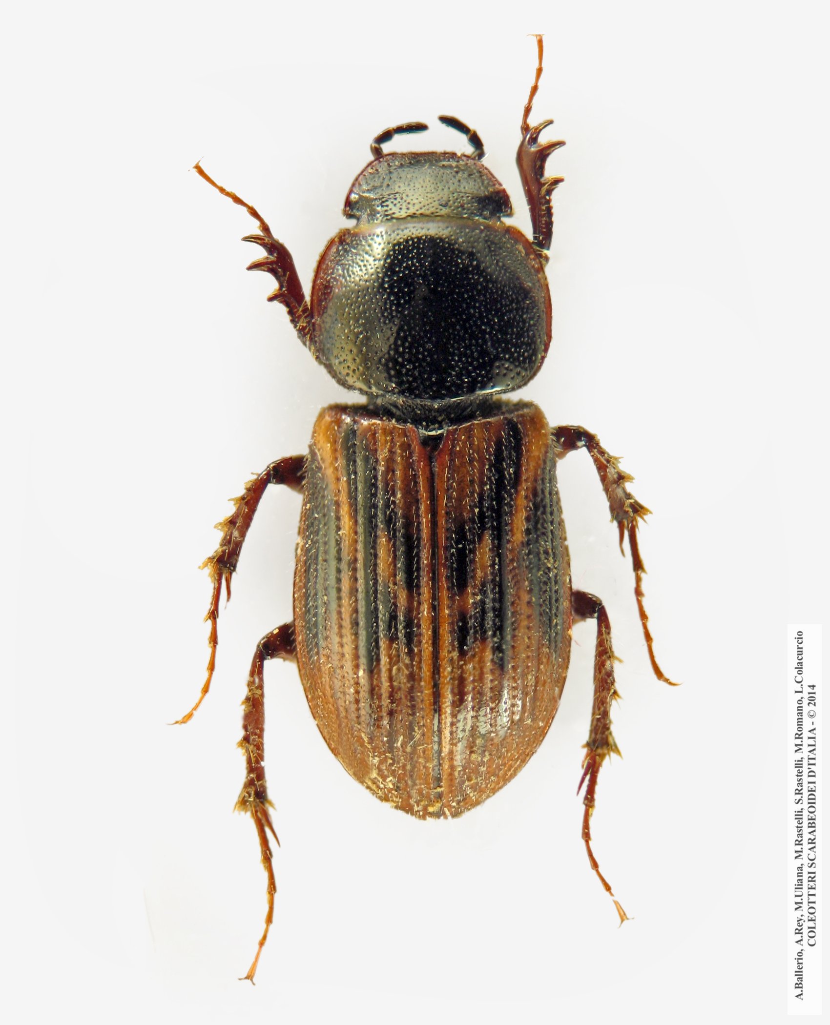 Nimbus affinis