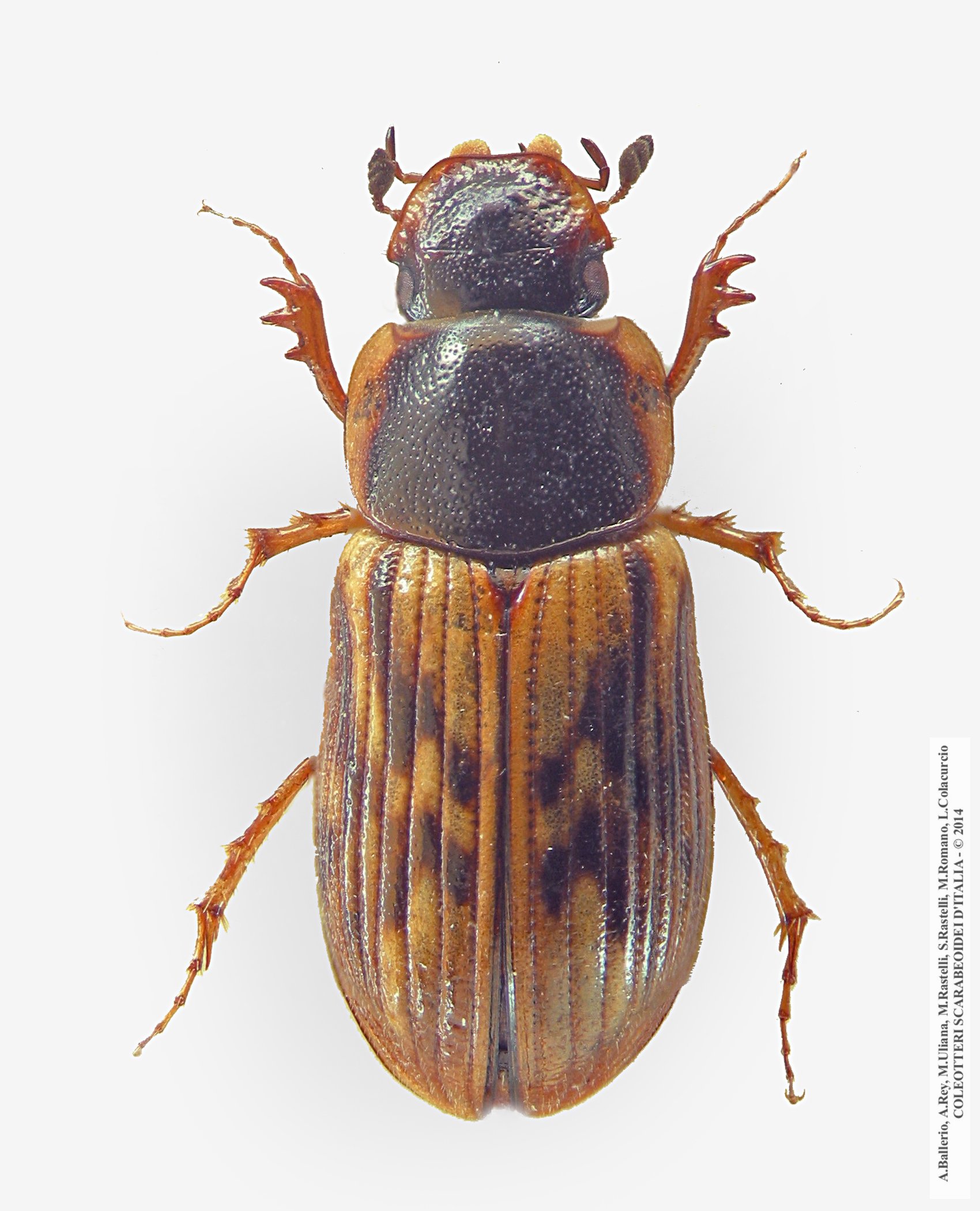 Nimbus johnsoni, femmina